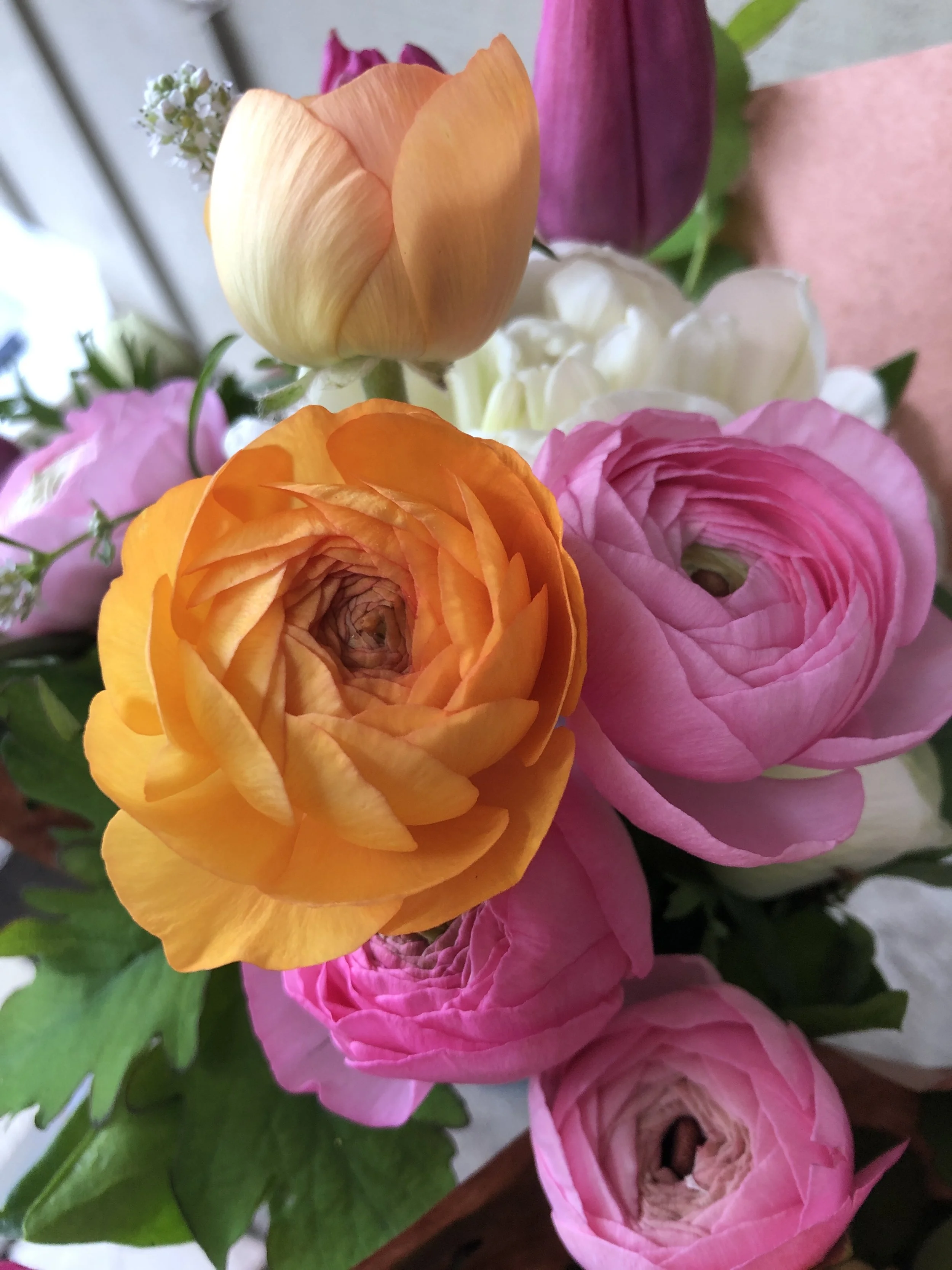 Ranunculus PDF | Discover Growing Tips – Download Now — Cedar Flats ...