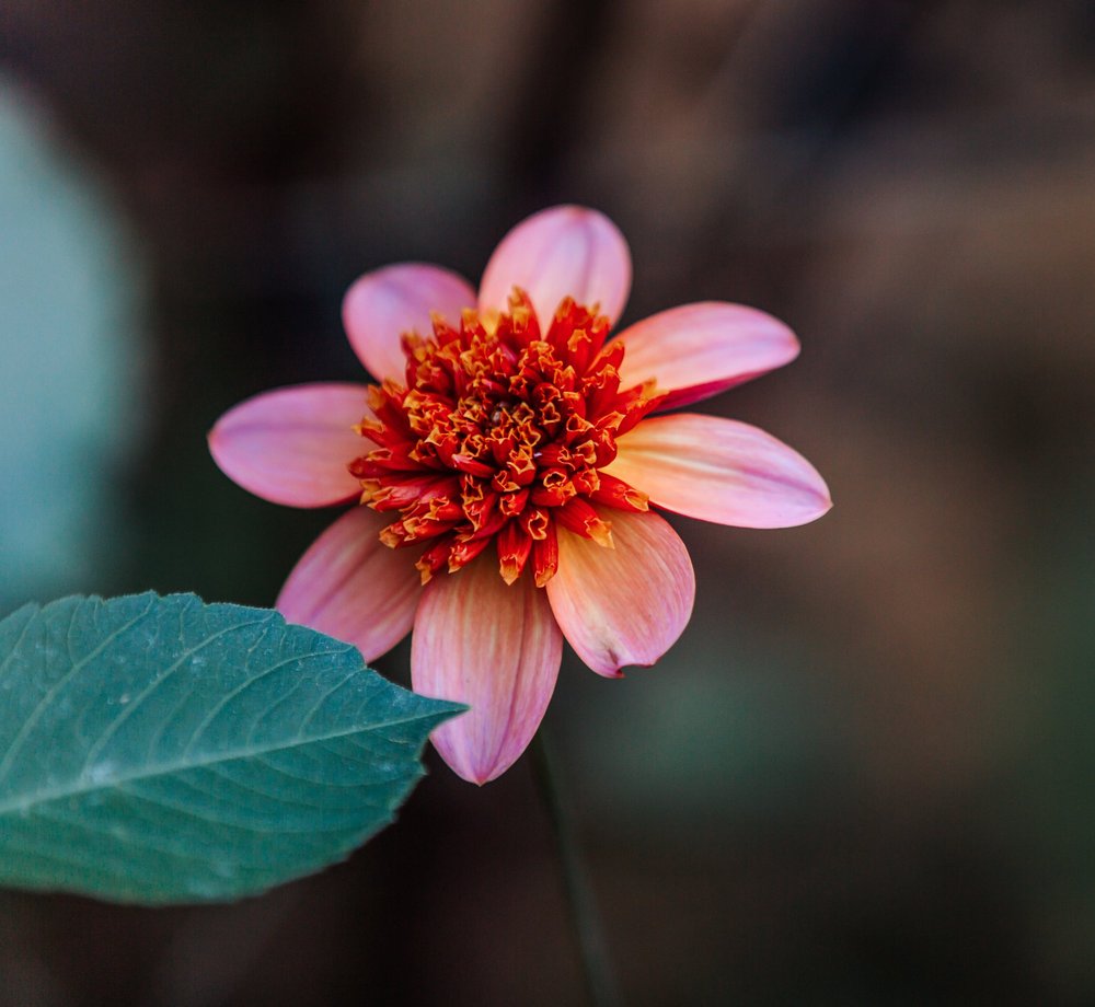 Cedar Flats Flower Farm