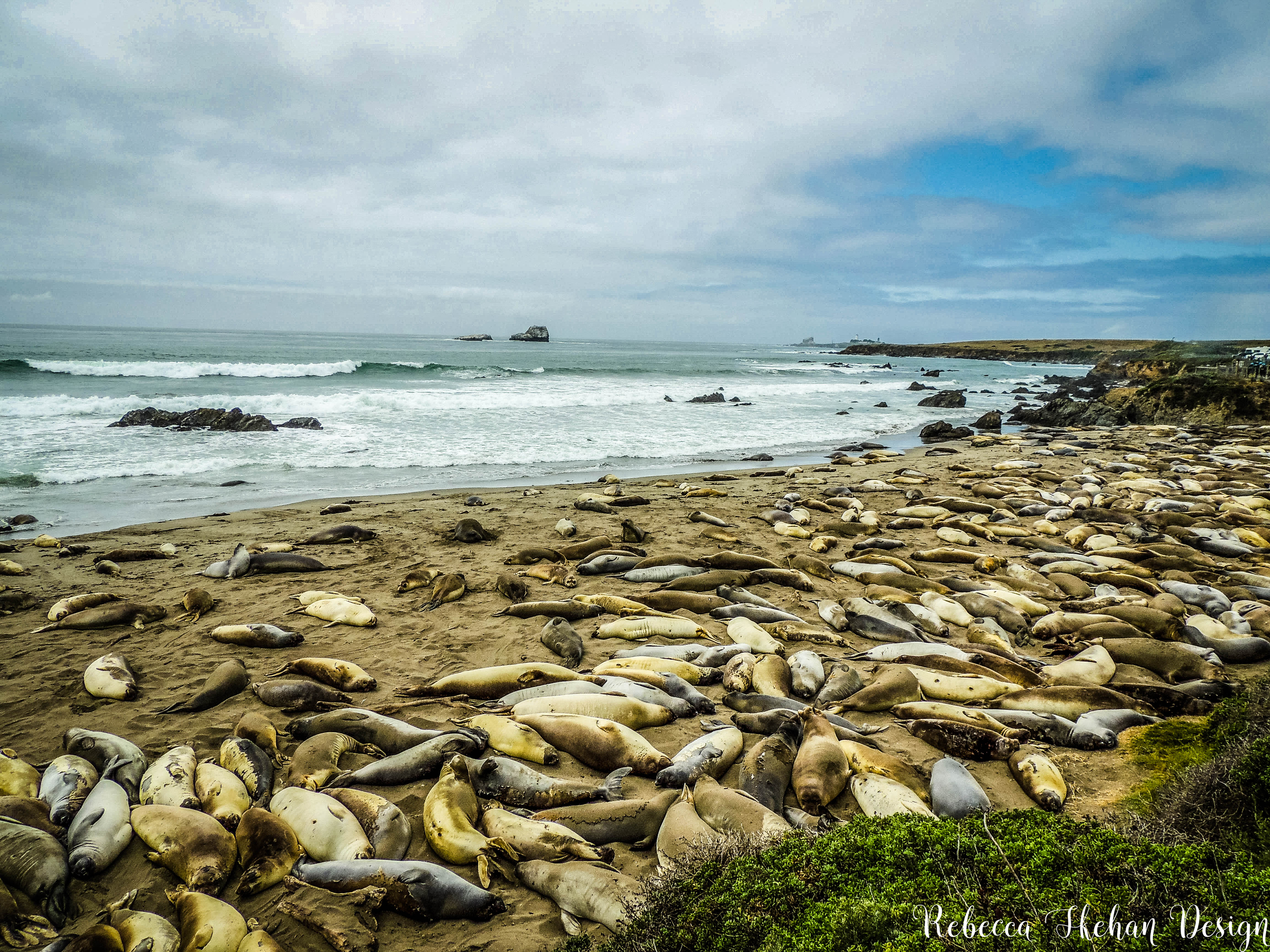 HIGHWAYONEELEPHANTSEALS.png