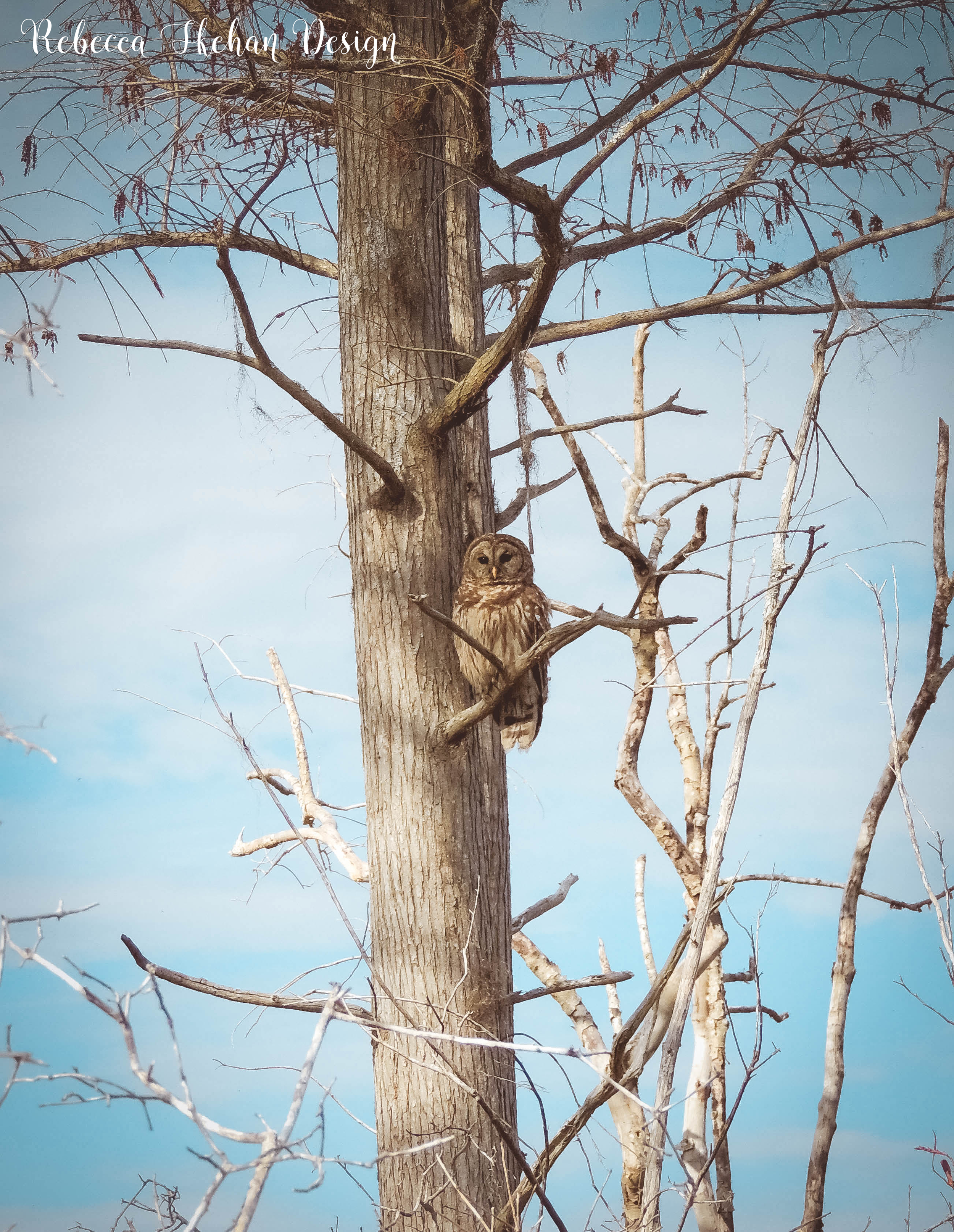OWL.png