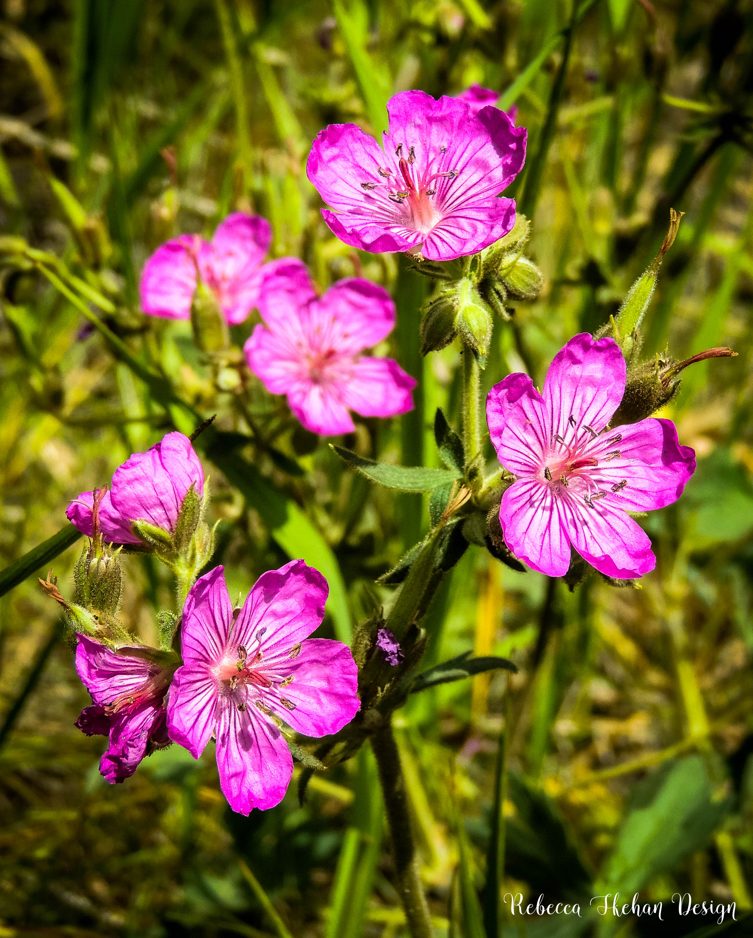 FLOWERS.png