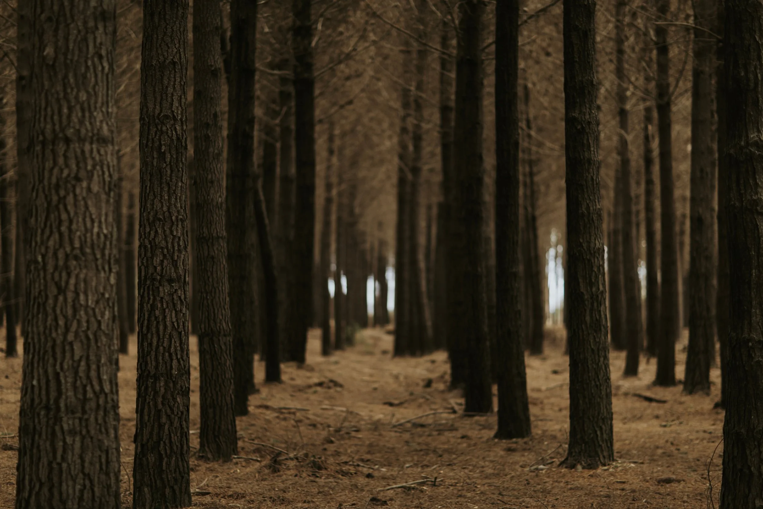 Trees symbolising grounding and steady support