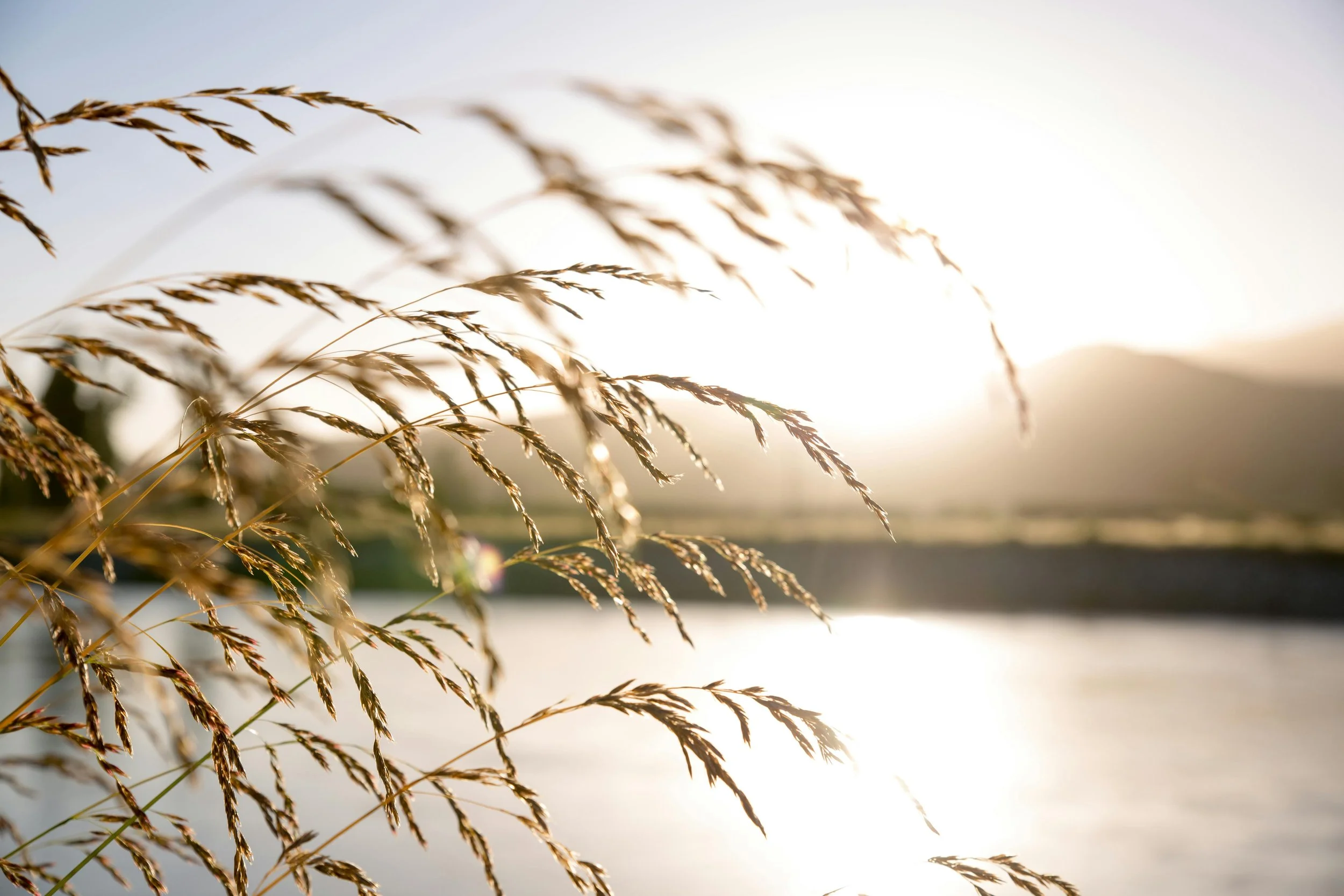 Plants absorbing soft sunlight, reflecting nourishment and slowing down during retreat time