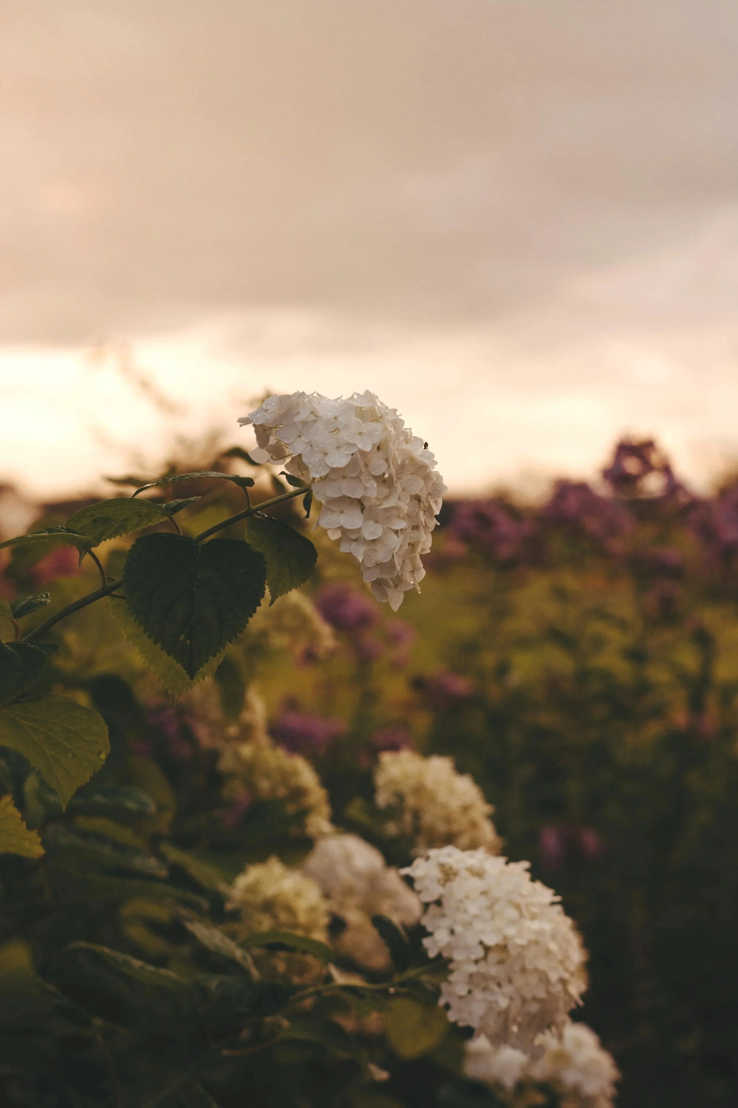 Soft flowers symbolising nourishment and presence
