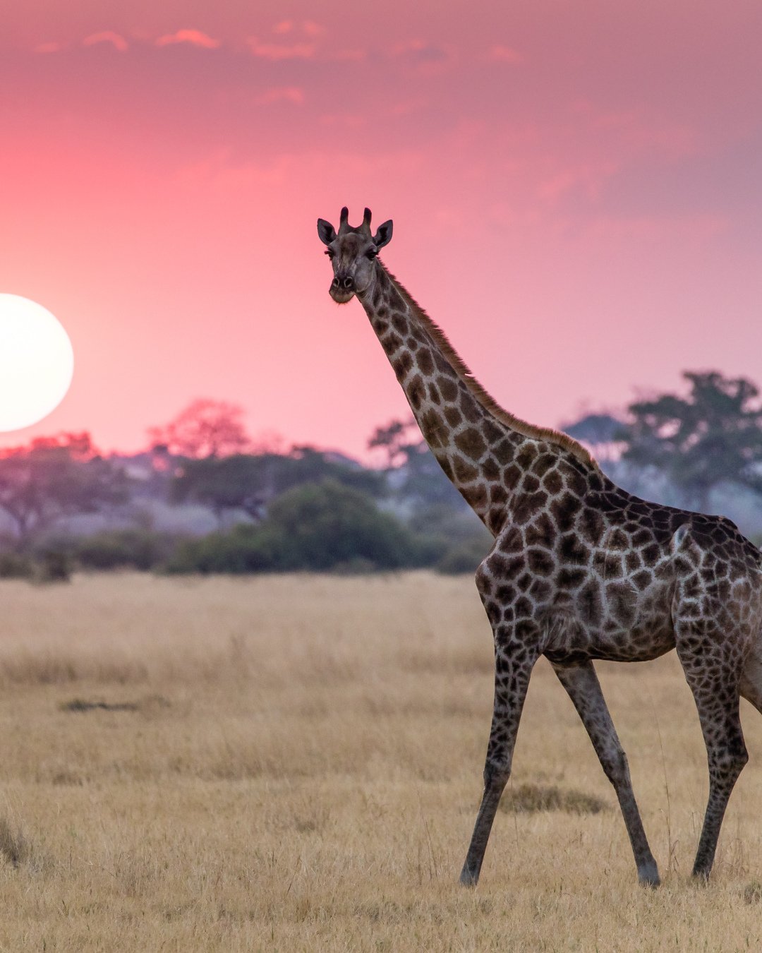 Kenya has been on my bucket list for years&hellip; and now, it&rsquo;s happening.⁠
Yoga, safari, sunsets, soul family&mdash;and yes, I&rsquo;ve adopted an elephant for you!! 🐘💫⁠
⁠
We leave in September.⁠
I&rsquo;m ready. Are you?! Let&rsquo;s go.⁠
