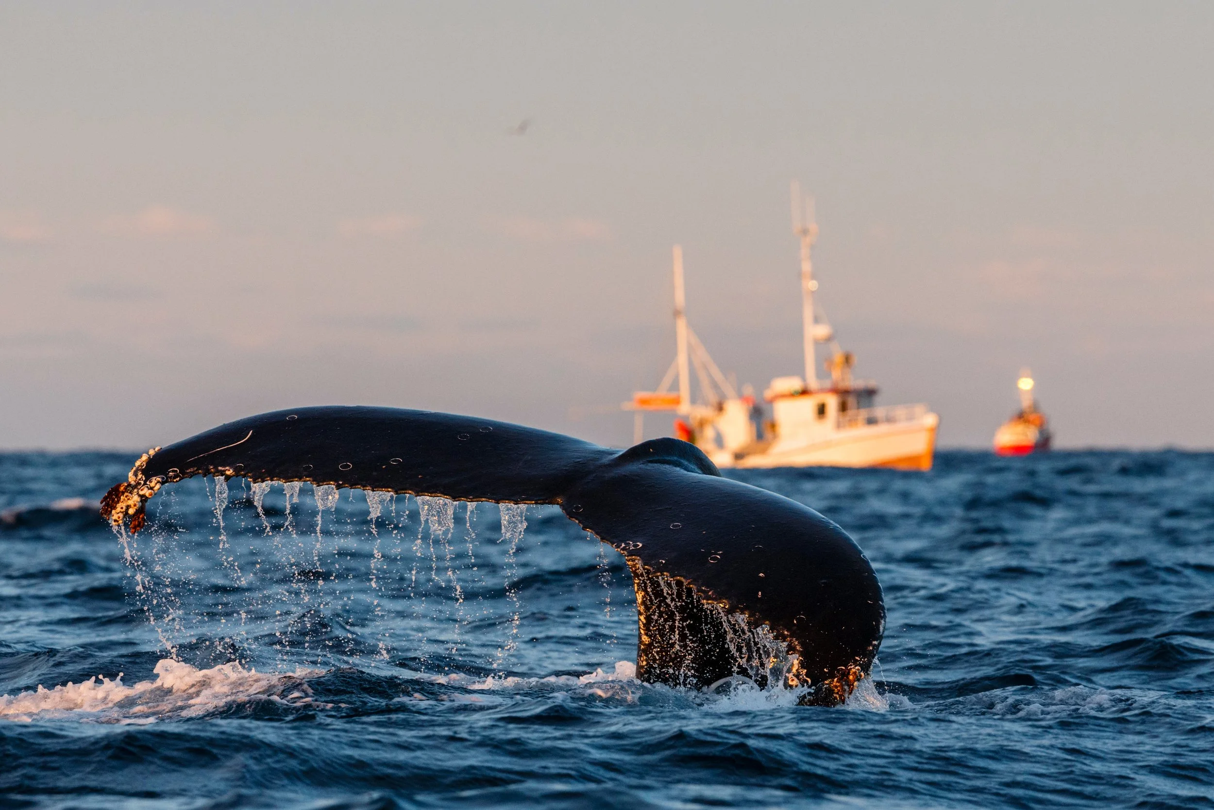 Whale Trails — WWF Protecting Whales & Dolphins Initiative