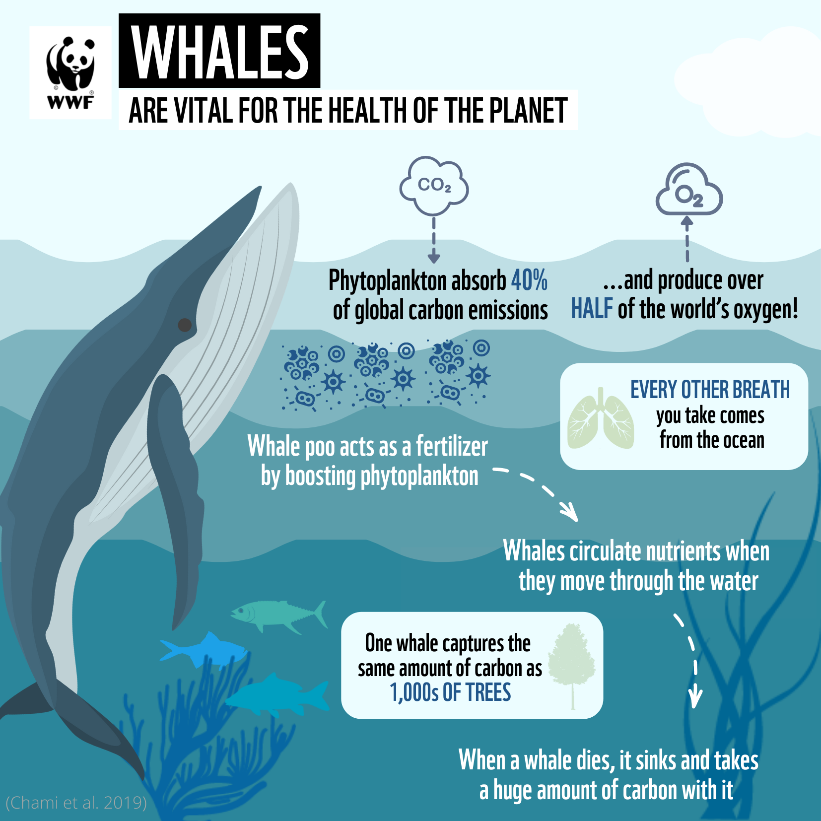 Whales on the move - mapping threats and solutions for our ocean giants ...