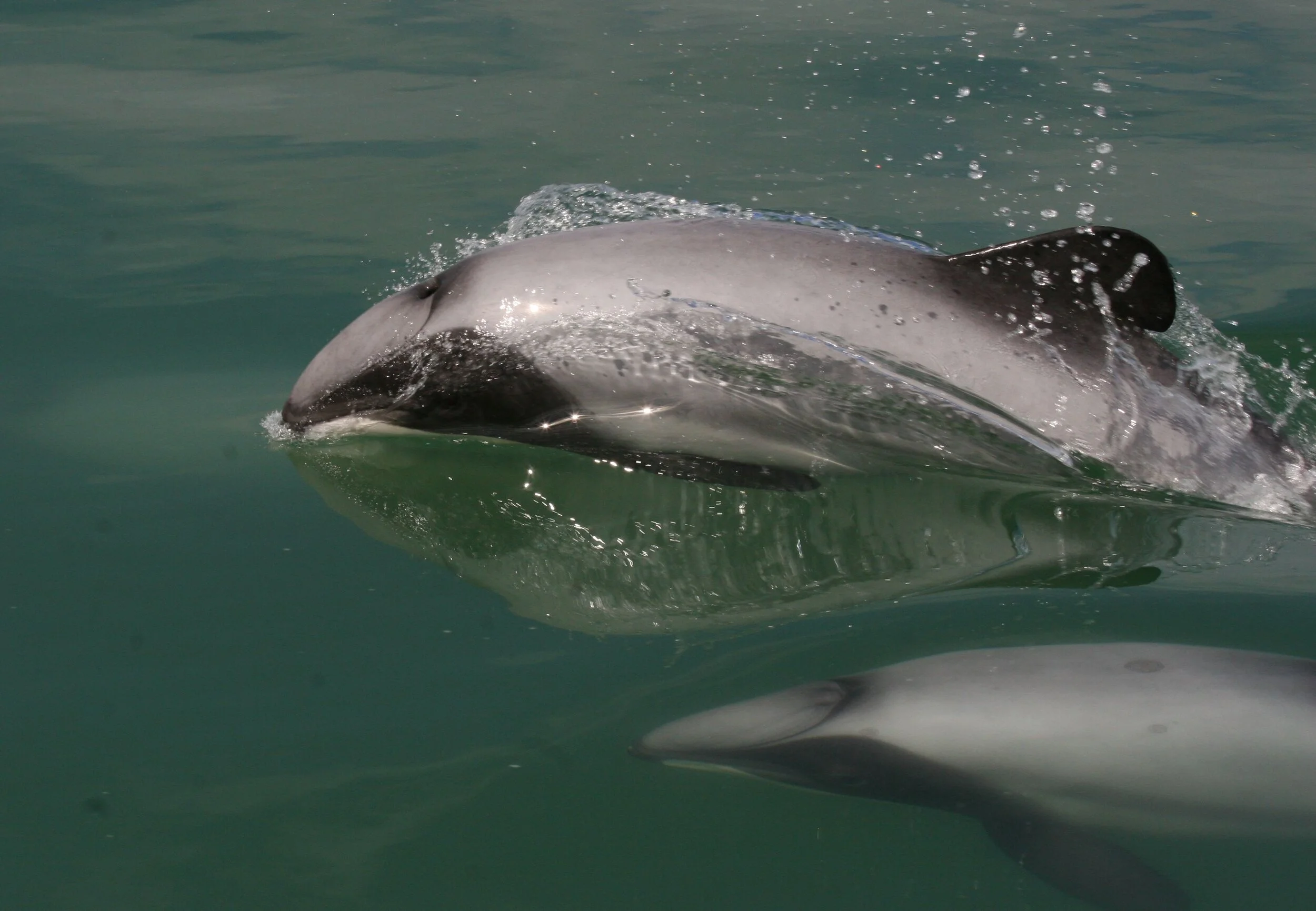 Bycatch — WWF Protecting Whales & Dolphins Initiative
