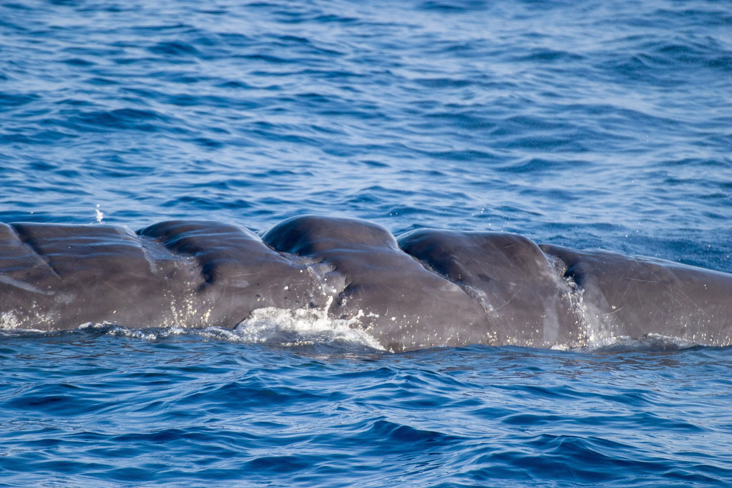 Ship strikes & underwater noise — WWF Protecting Whales & Dolphins ...