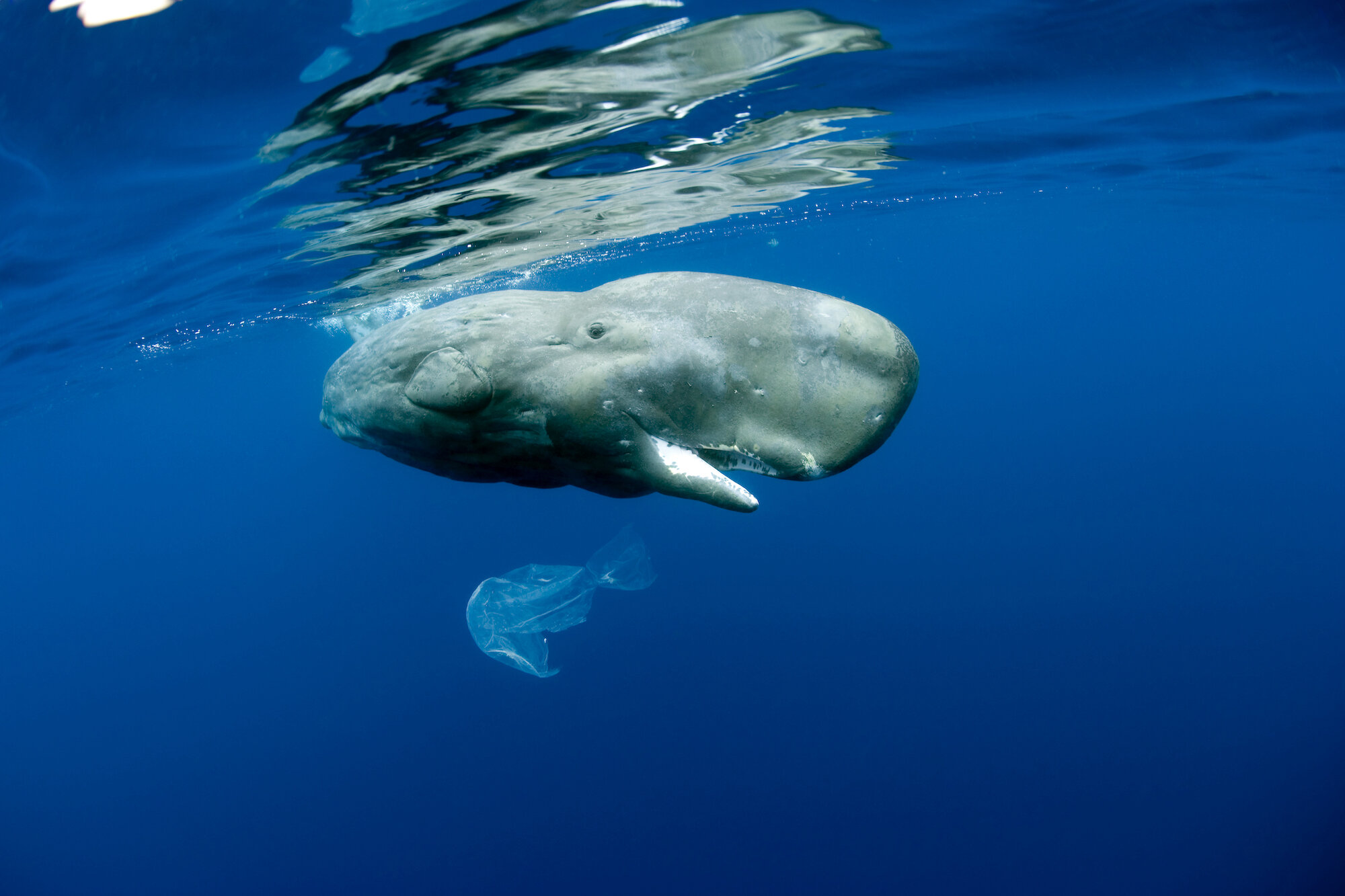 Whales and the plastics problem - the deadliest predator in the sea may not  be what you think. — WWF Protecting Whales & Dolphins Initiative