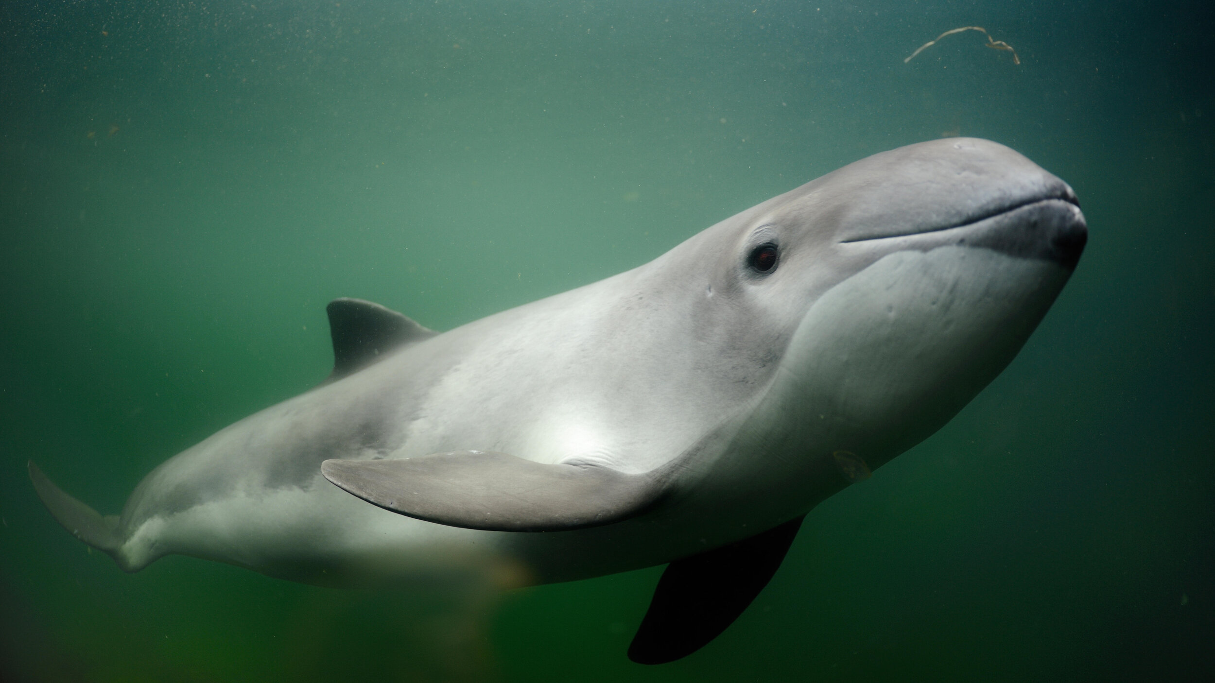 Bycatch of critically endangered Baltic Sea harbour porpoise must stop —  WWF Protecting Whales & Dolphins Initiative