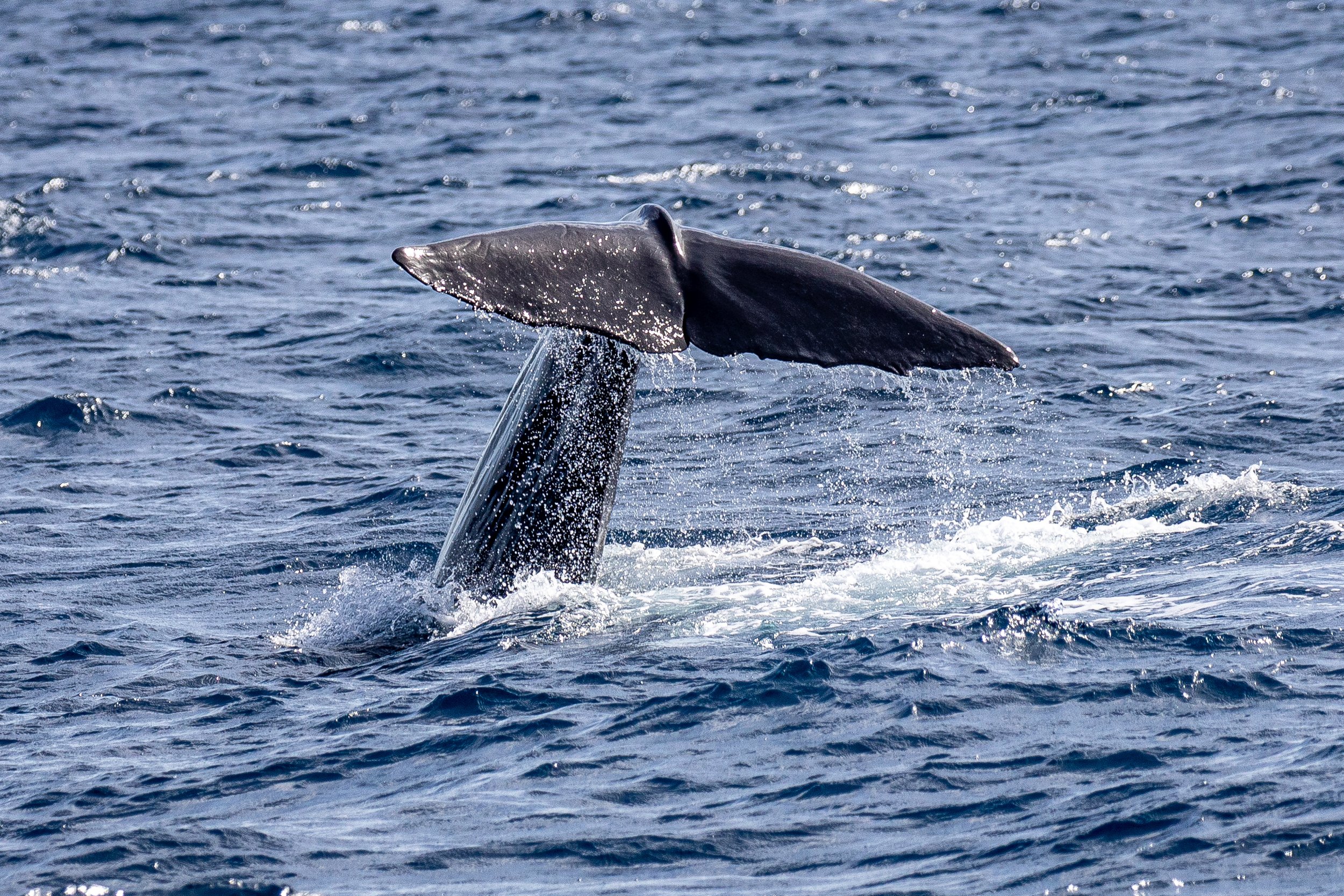  © Caribbean Cetacean Society 