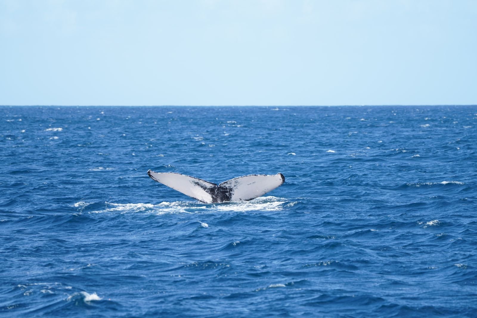  © Caribbean Cetacean Society 