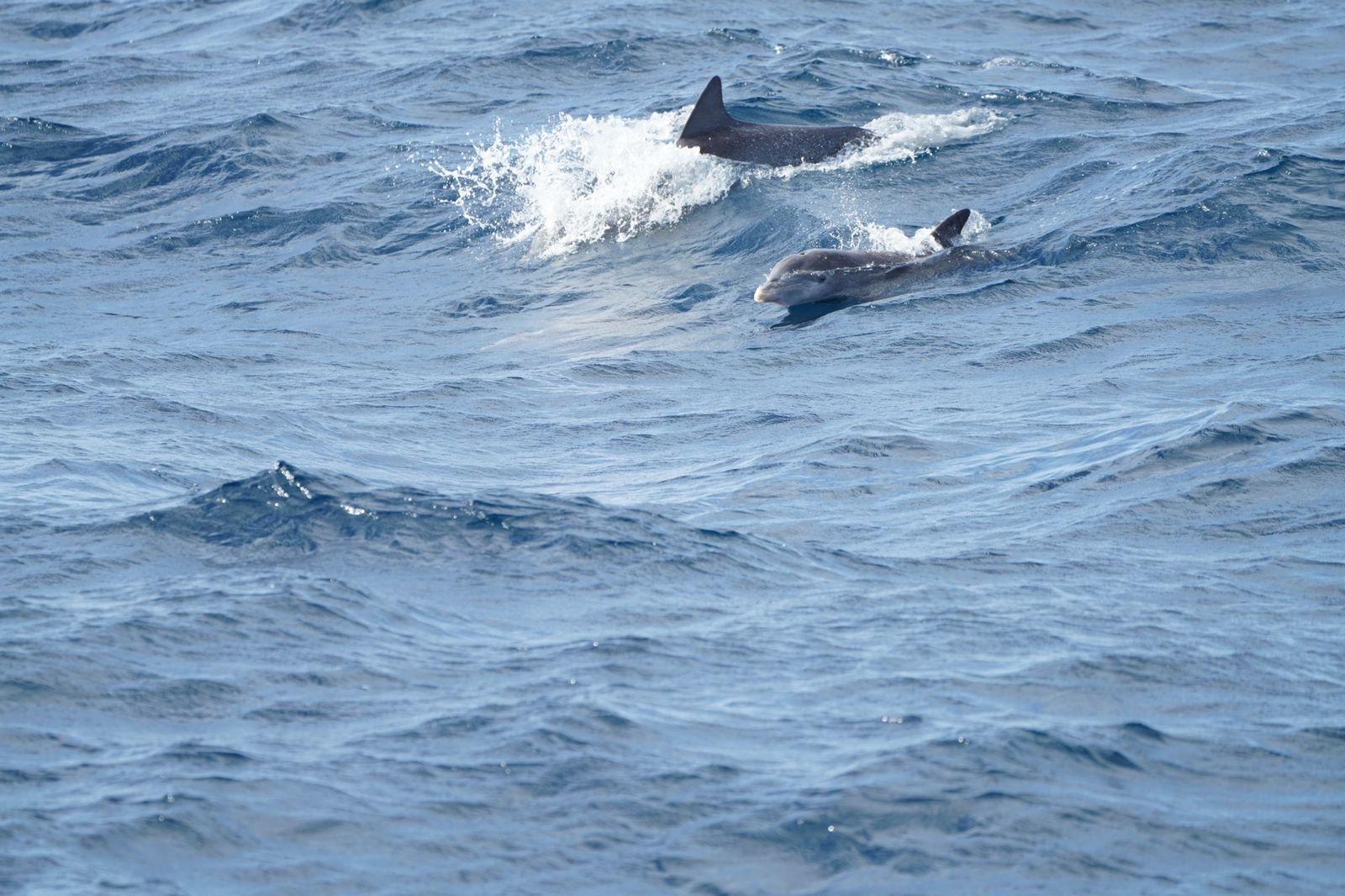  © Caribbean Cetacean Society 