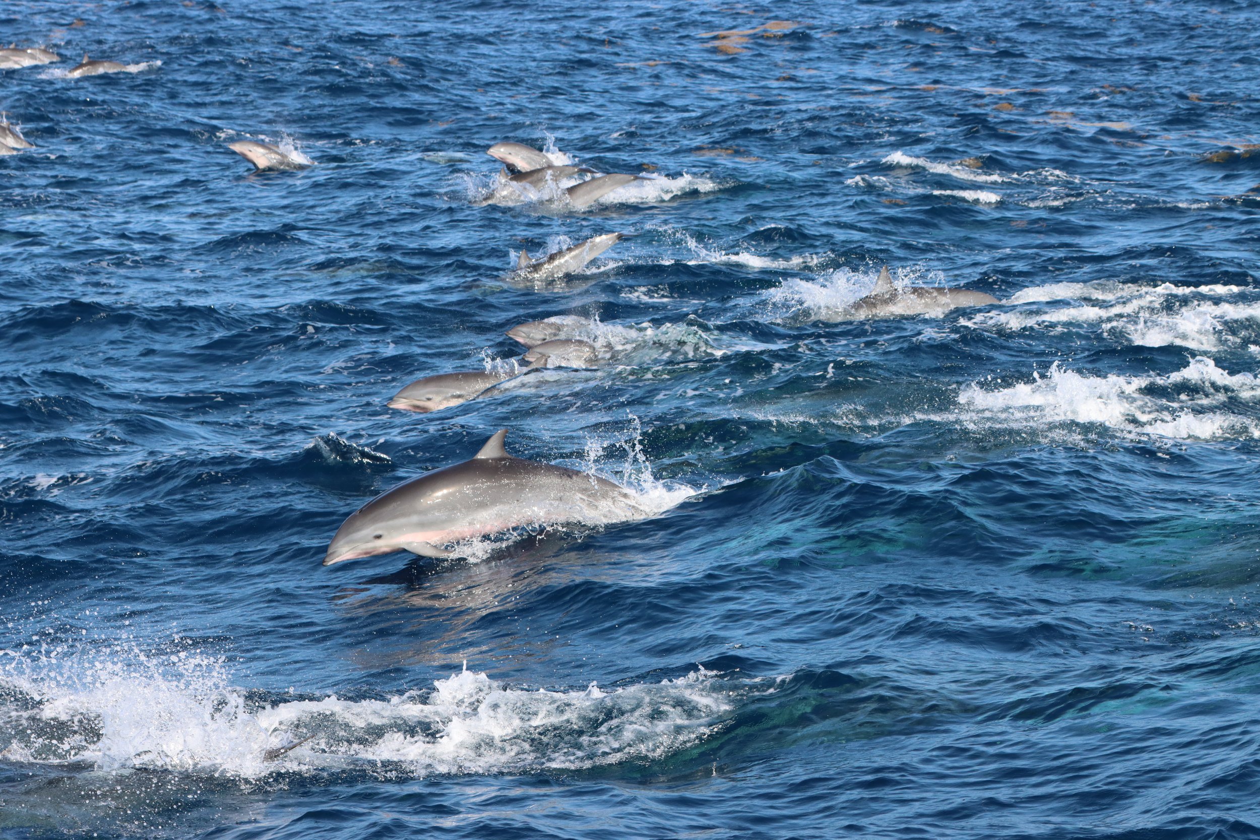  © Caribbean Cetacean Society 