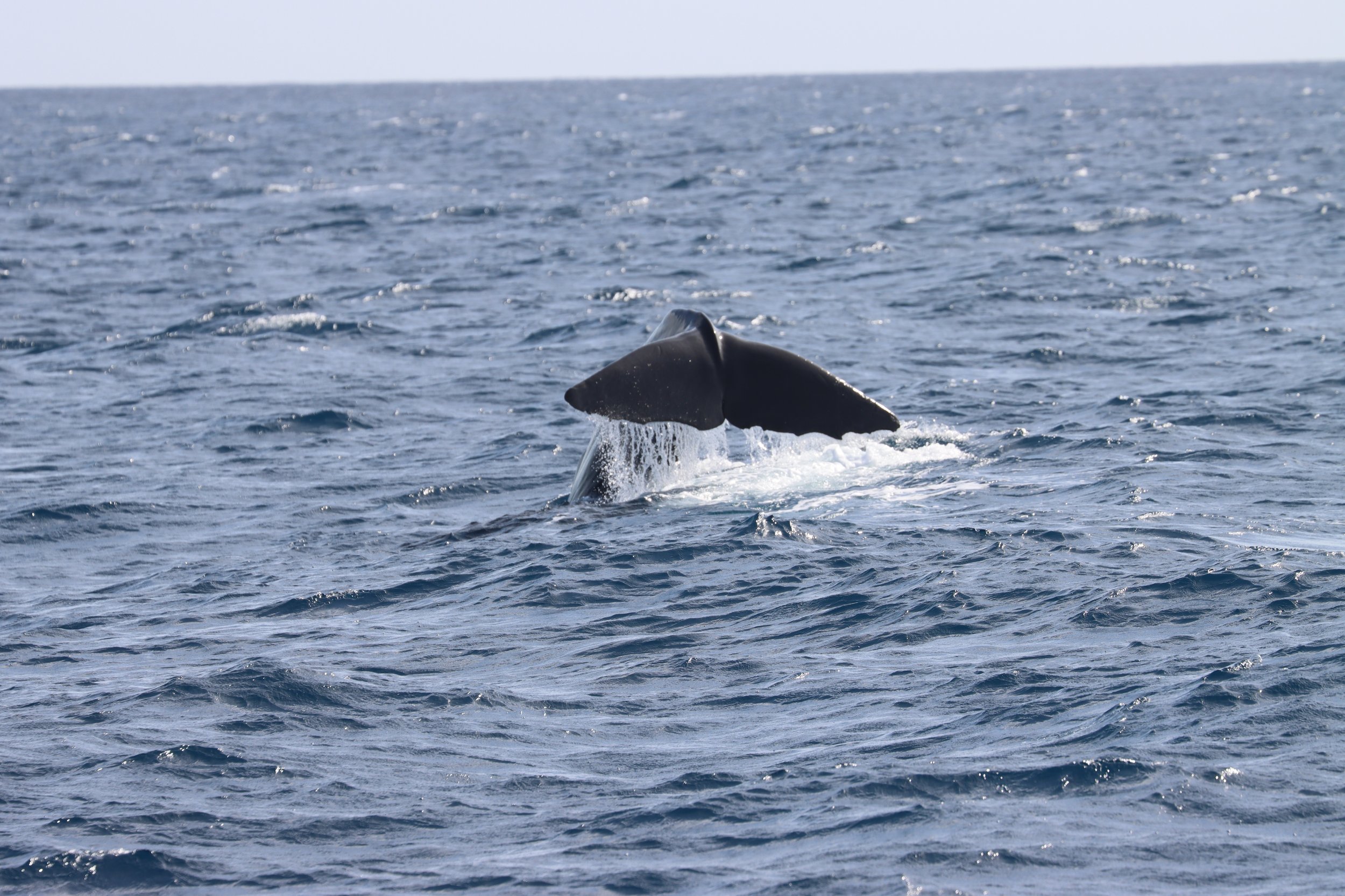  © Caribbean Cetacean Society 