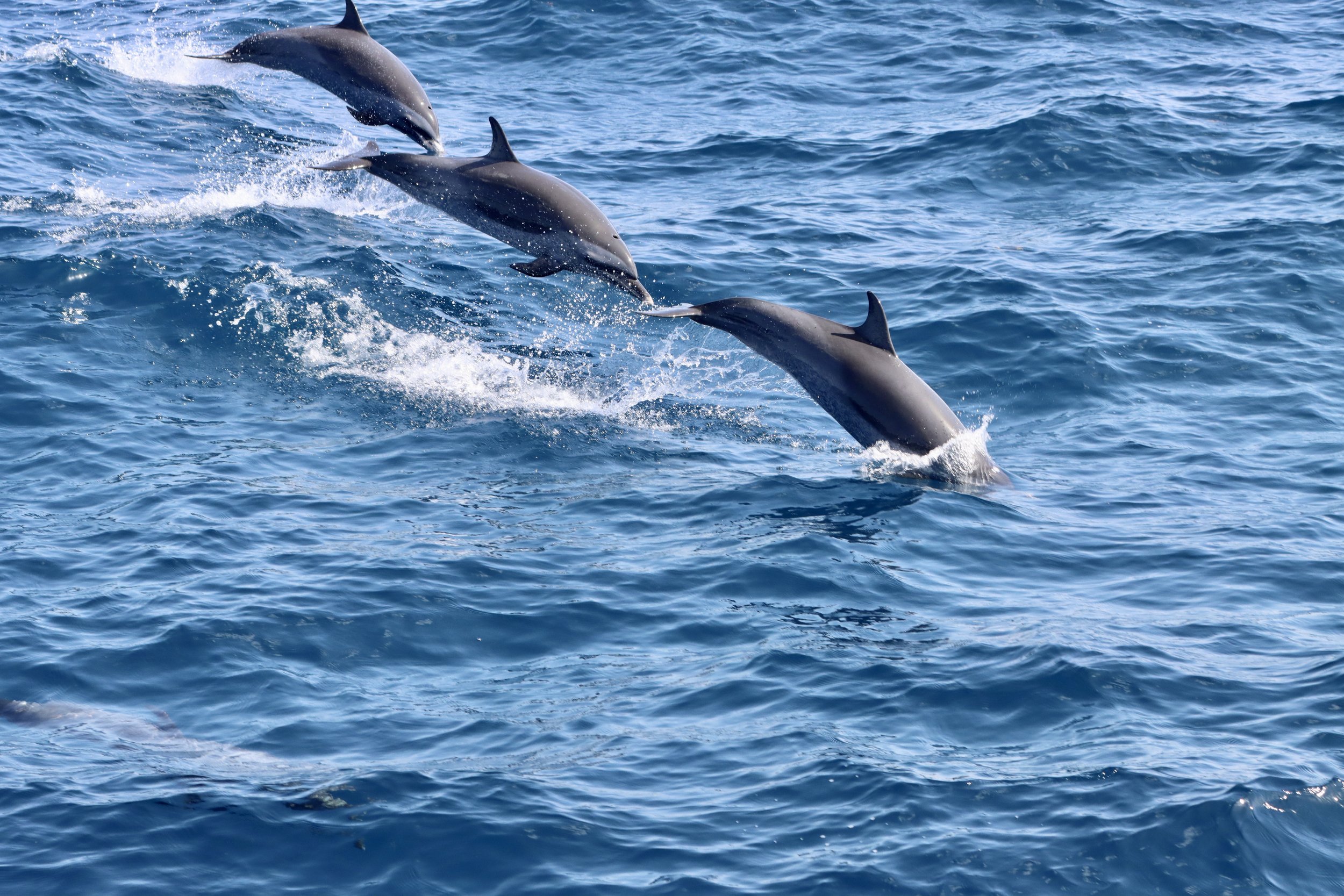  © Caribbean Cetacean Society 