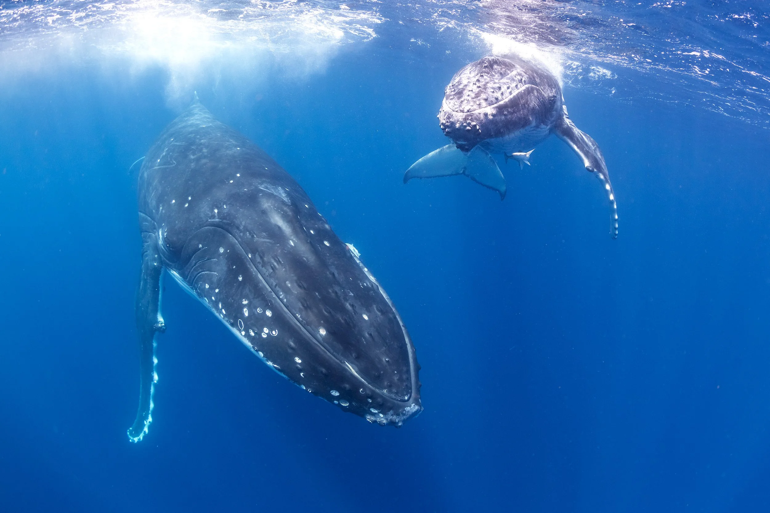 When Nations Unite, Whales Benefit: The Promise of the High Seas Treaty