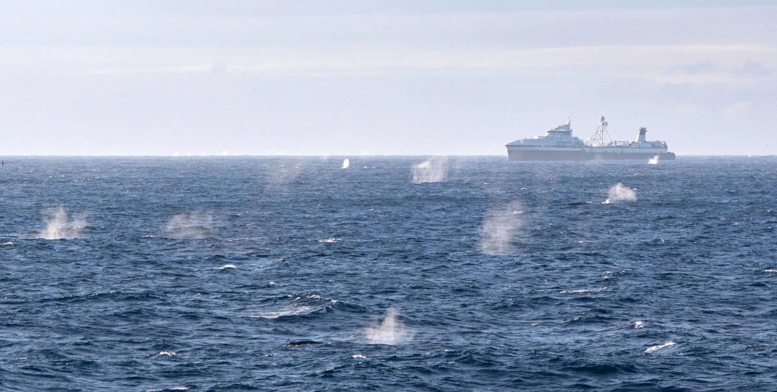 Mismanagement of Antarctic krill fishery putting whales at risk