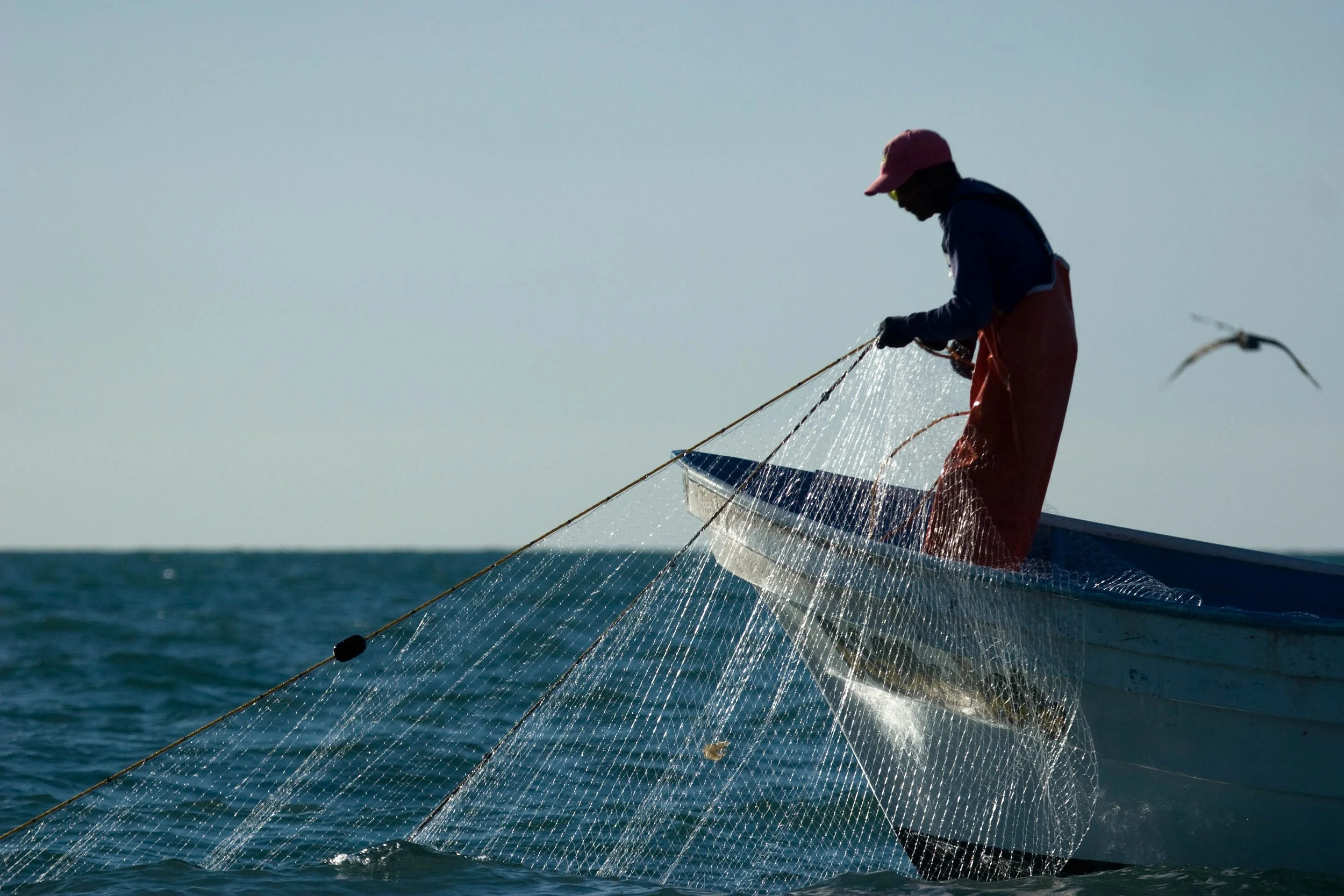 Reducing Dolphin Deaths from Gillnets: 3 Solutions Showing Promise