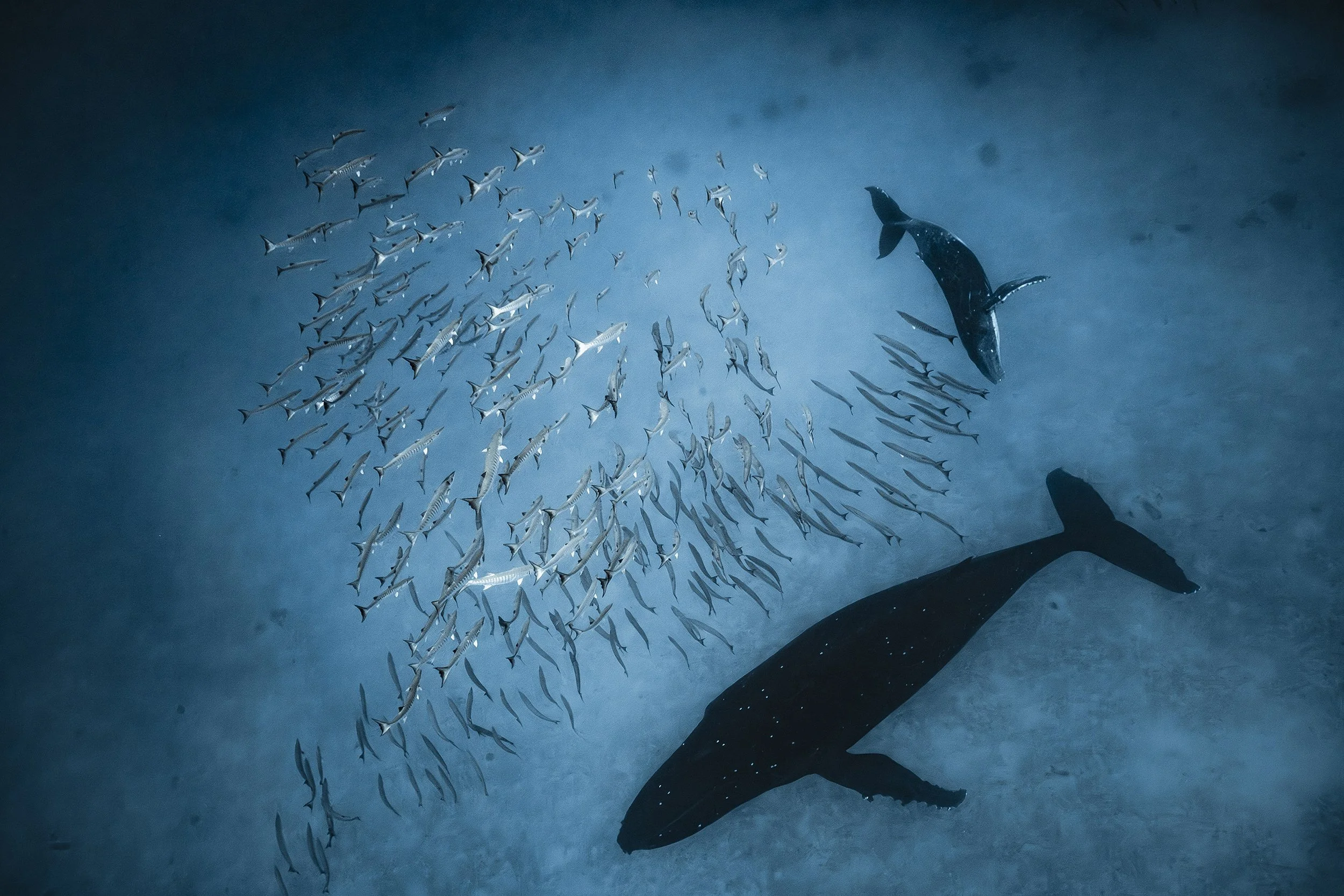 New report calls for Pacific-wide action to protect whale corridors
