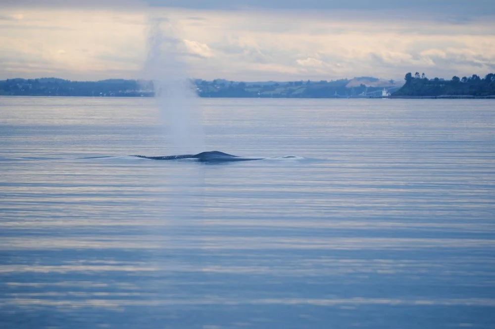 Agreement signed to protect cetaceans from growing risks of ship ...