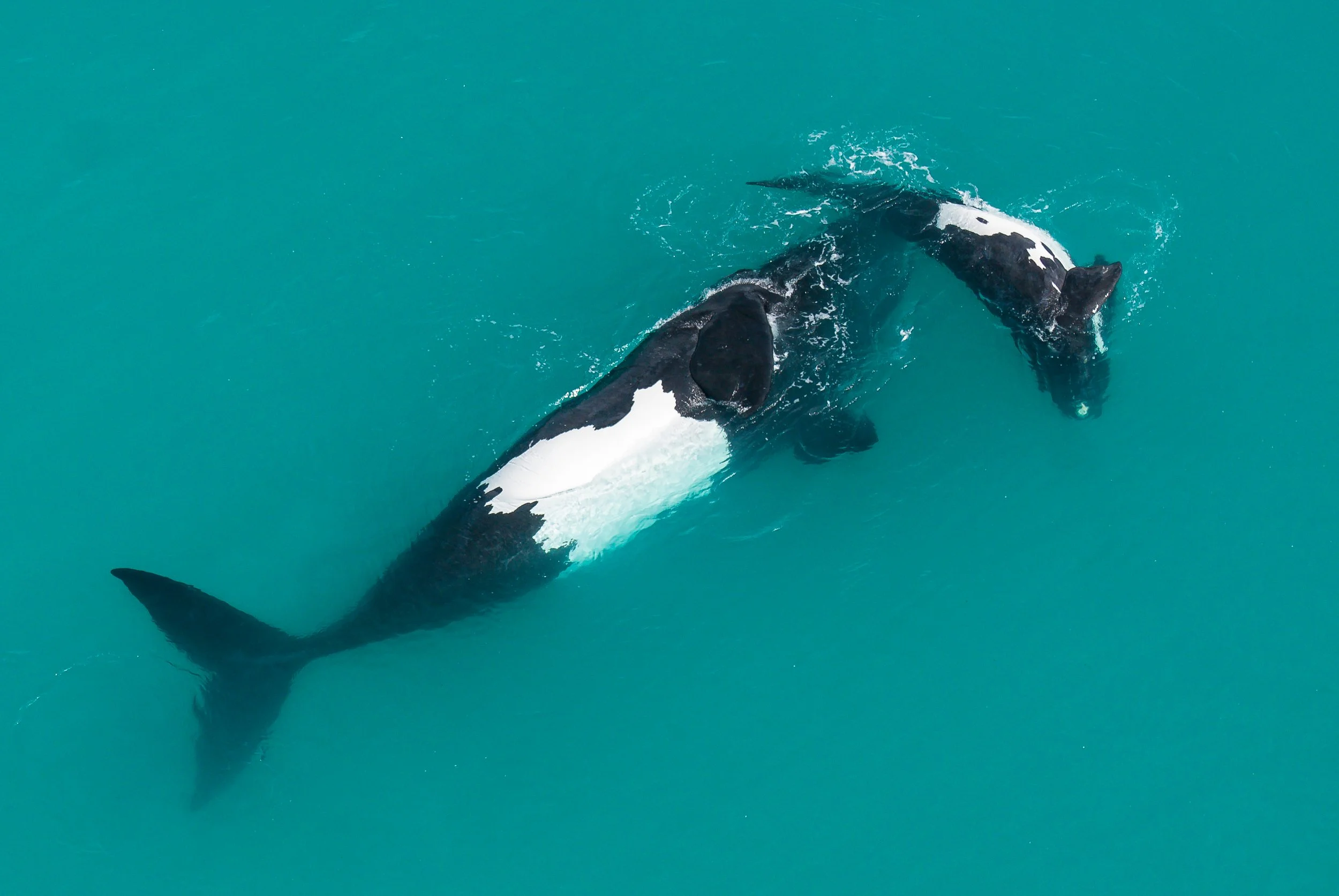 Whale Trails — WWF Protecting Whales & Dolphins Initiative