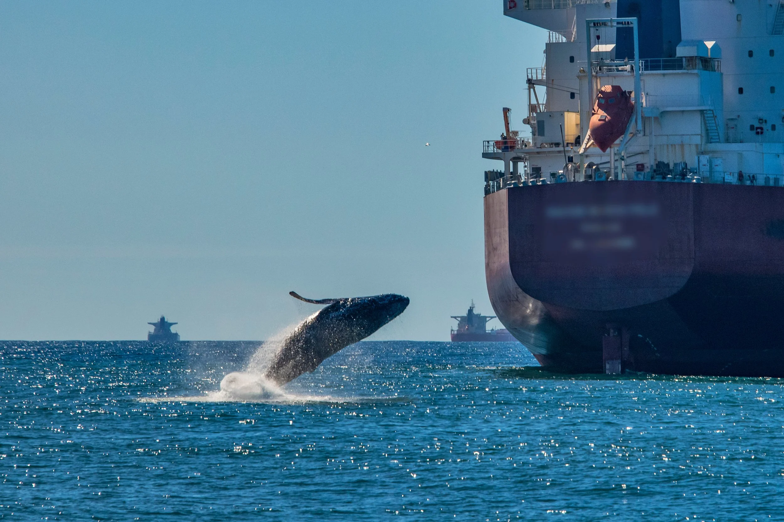 A whale dives in front of a fishing vessel