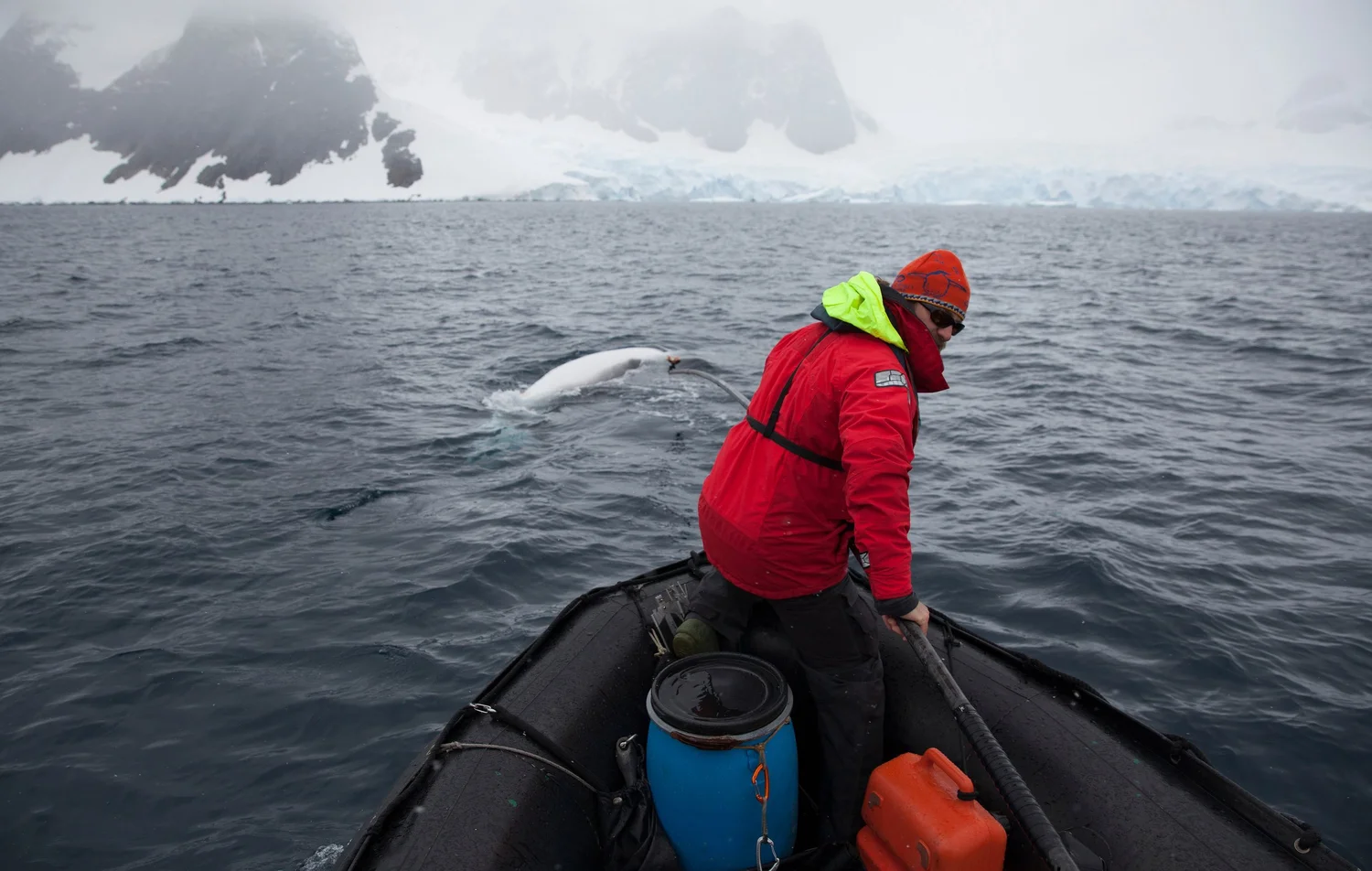 Whale Trails — WWF Protecting Whales & Dolphins Initiative
