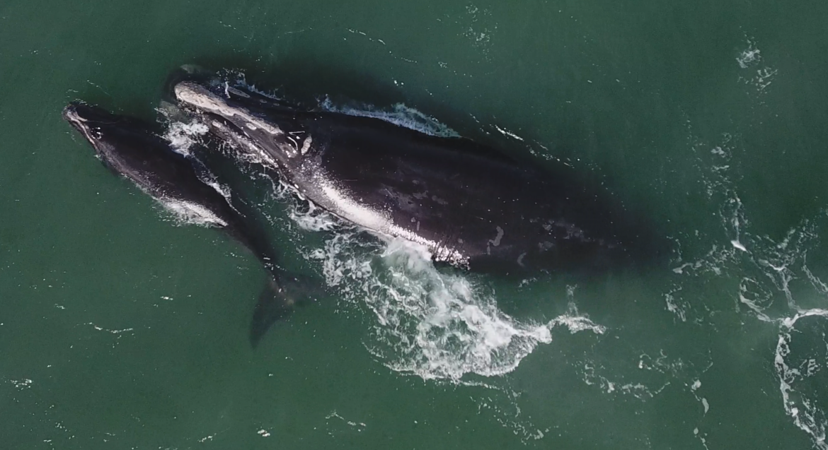 An aerial view of a two dark whales: a Southern right whale and its smaller calf.