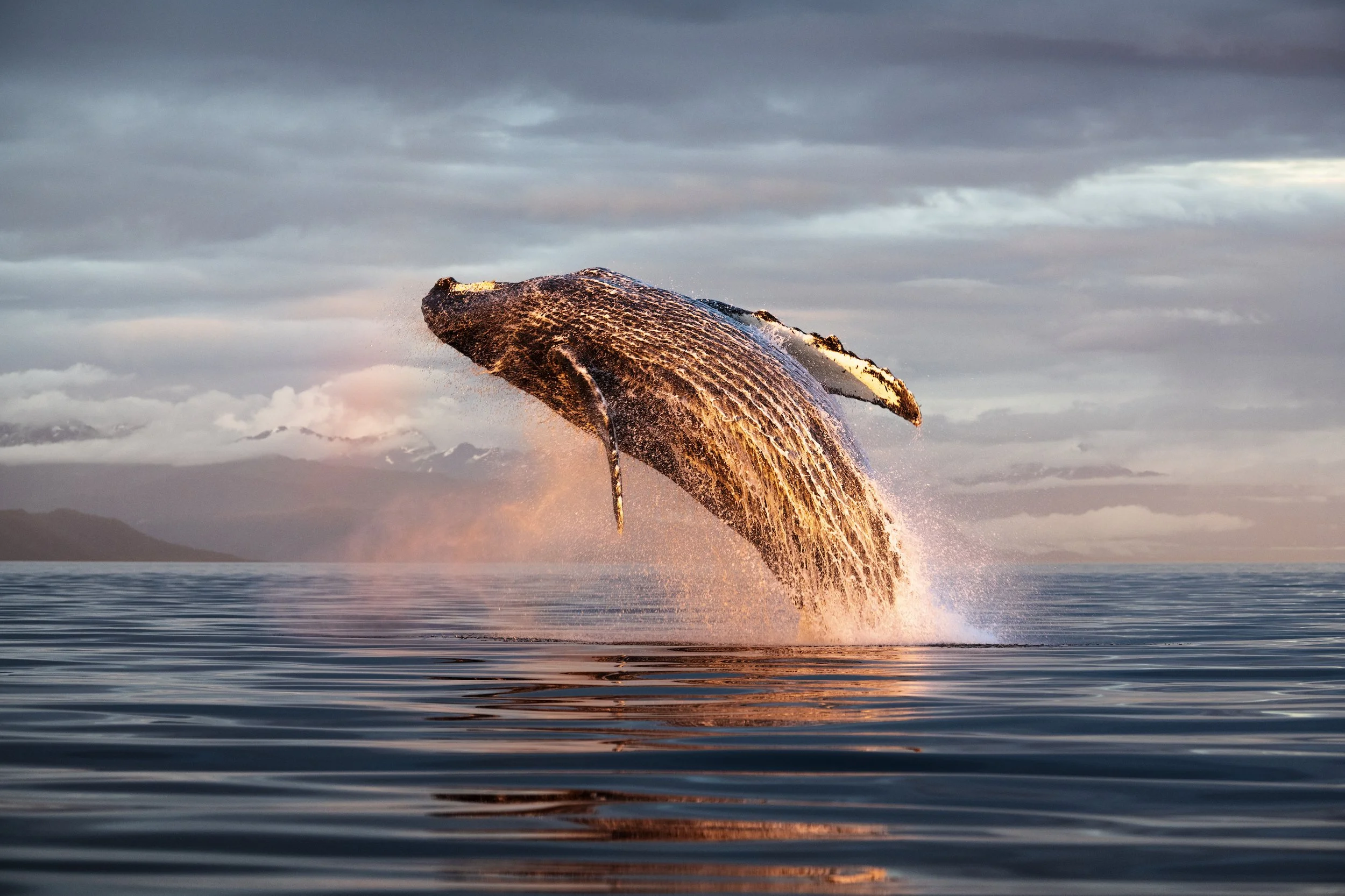 Whale Trails — WWF Protecting Whales & Dolphins Initiative