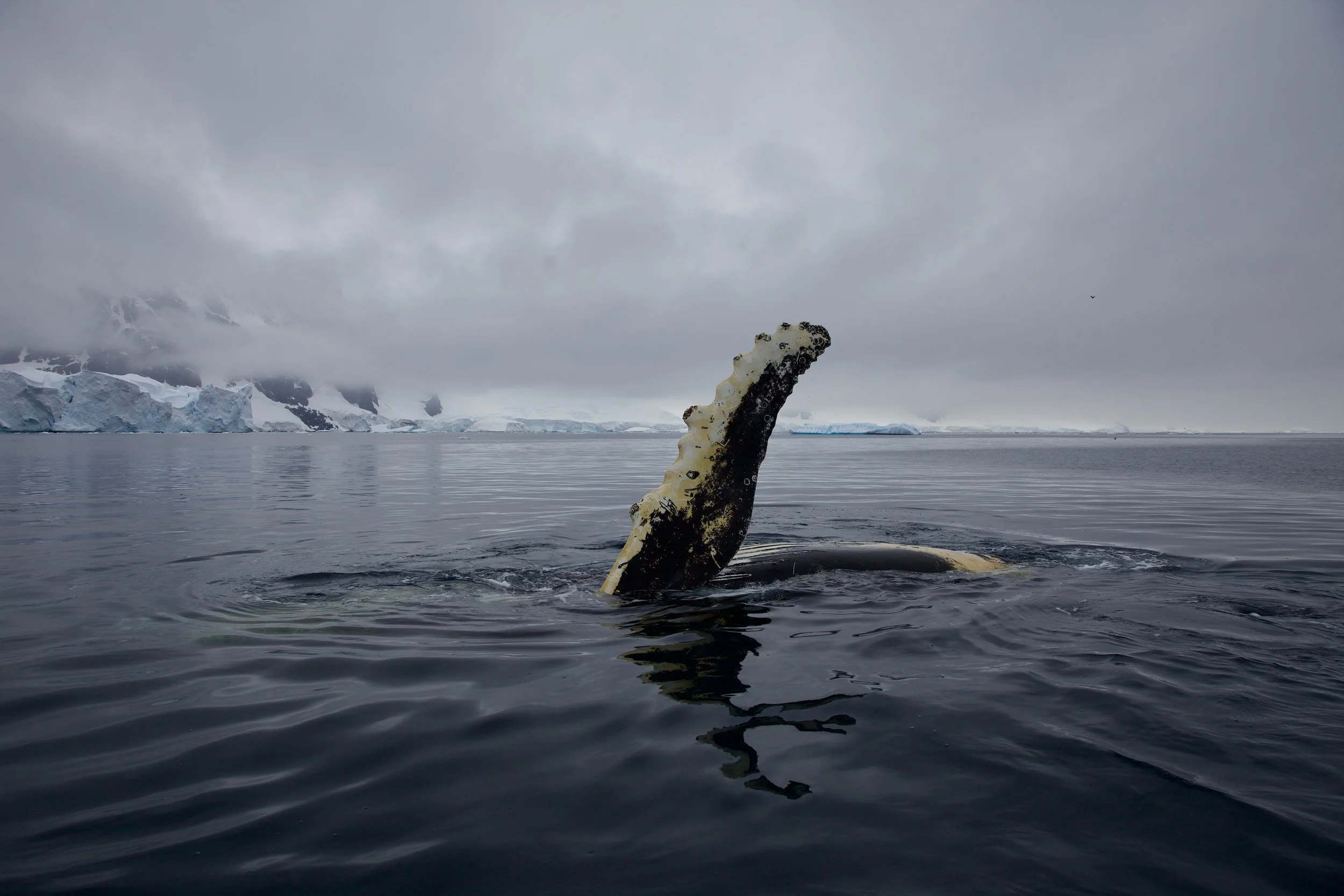 A humpback whale fin in Antarctica