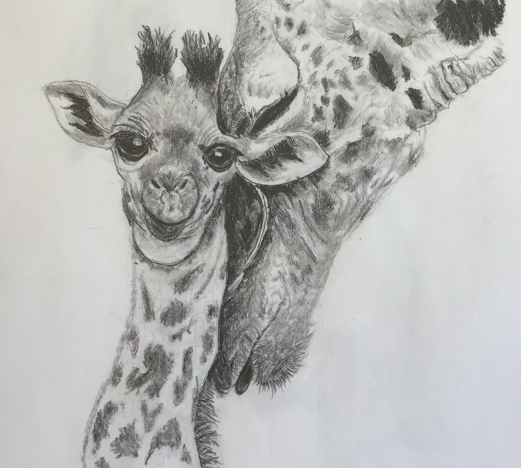 ©Jan Dreyer Giraffe - Create Anyway Collective