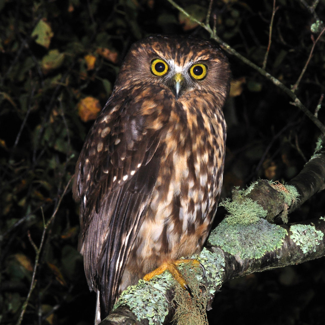 Ruru (Morepork) Facts & Info | Kohab Life — Kohab