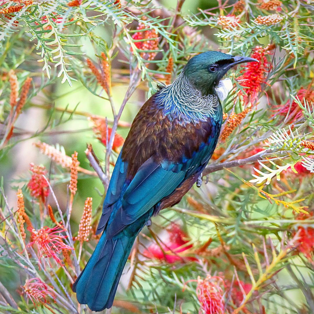 Tui Tui Metalbird | New Zealand Made Garden Art – Metalbird New