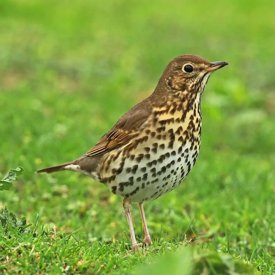 Song Thrush Kohab Bird Guide Kohab