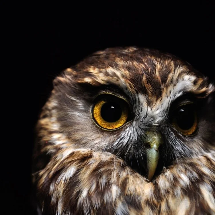 More Pork Ruru Morepork - Ruru | Kohab Bird Guide — Kohab