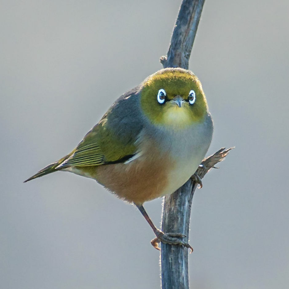 Find Out About The Nz Native Bird The Silvereye Tauhou Kohab