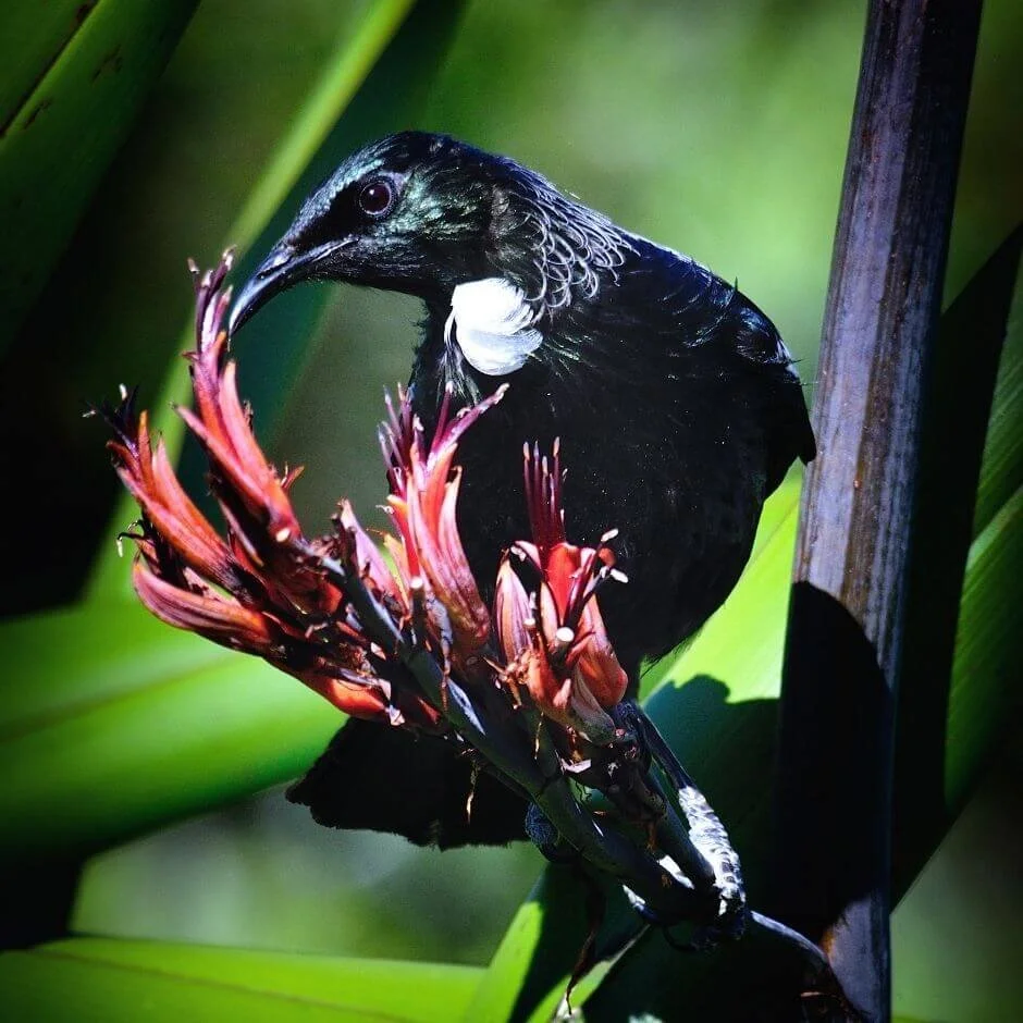 Tūī visiting a garden for nectar in New Zealand