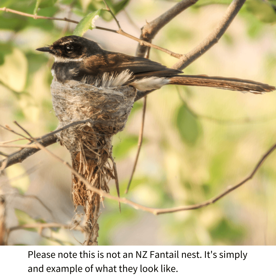 How do NZ garden birds build their nests? — Kohab