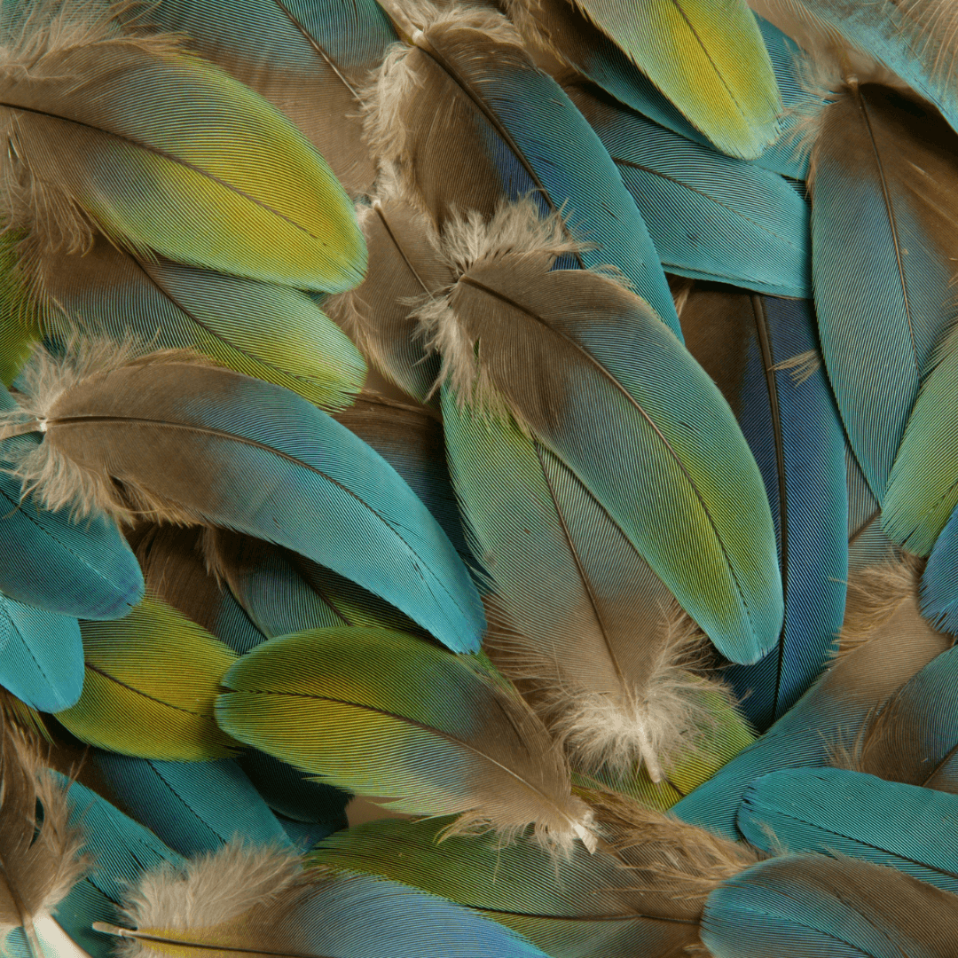 Bird feathers and how they work. — Kohab