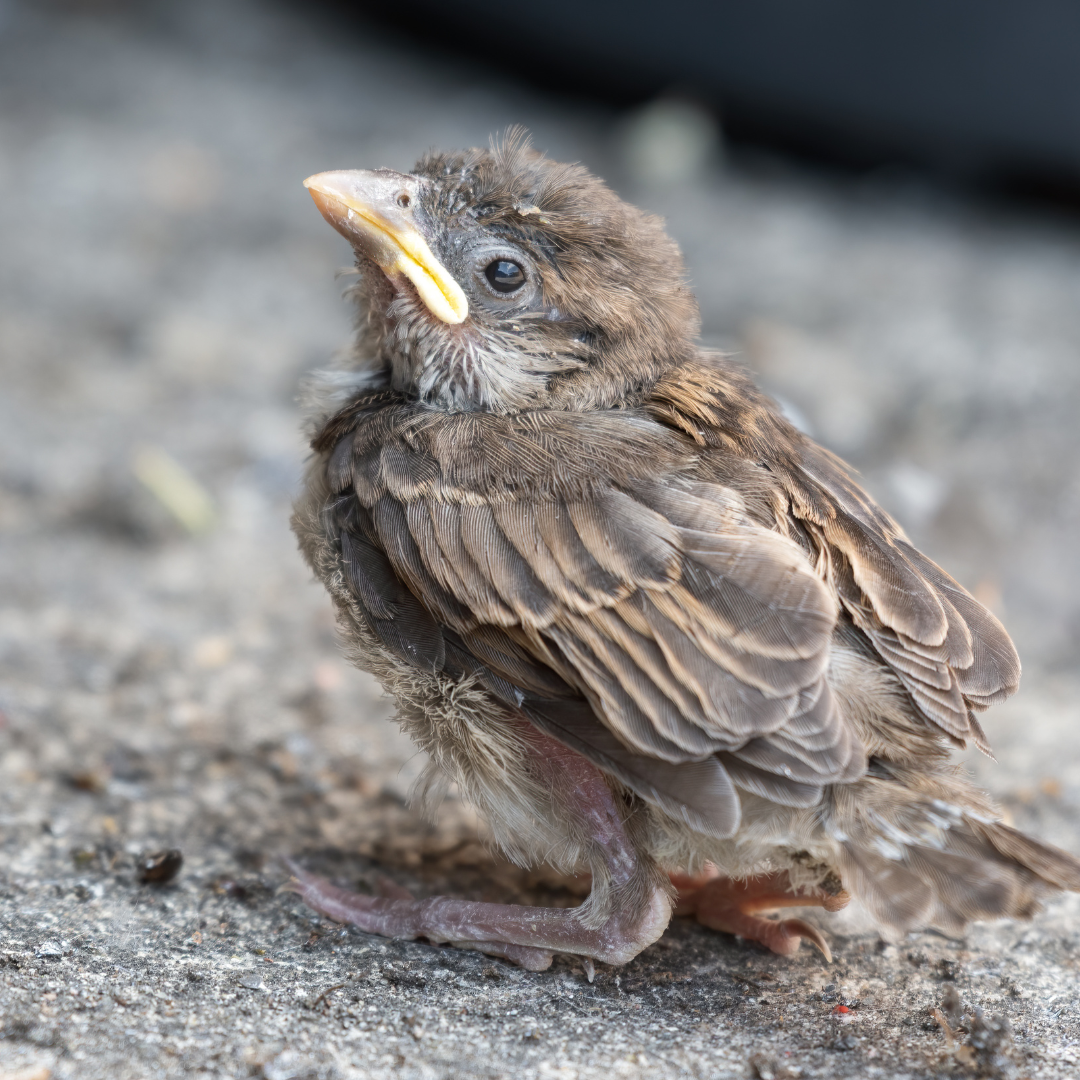 House Sparrow Fledgling