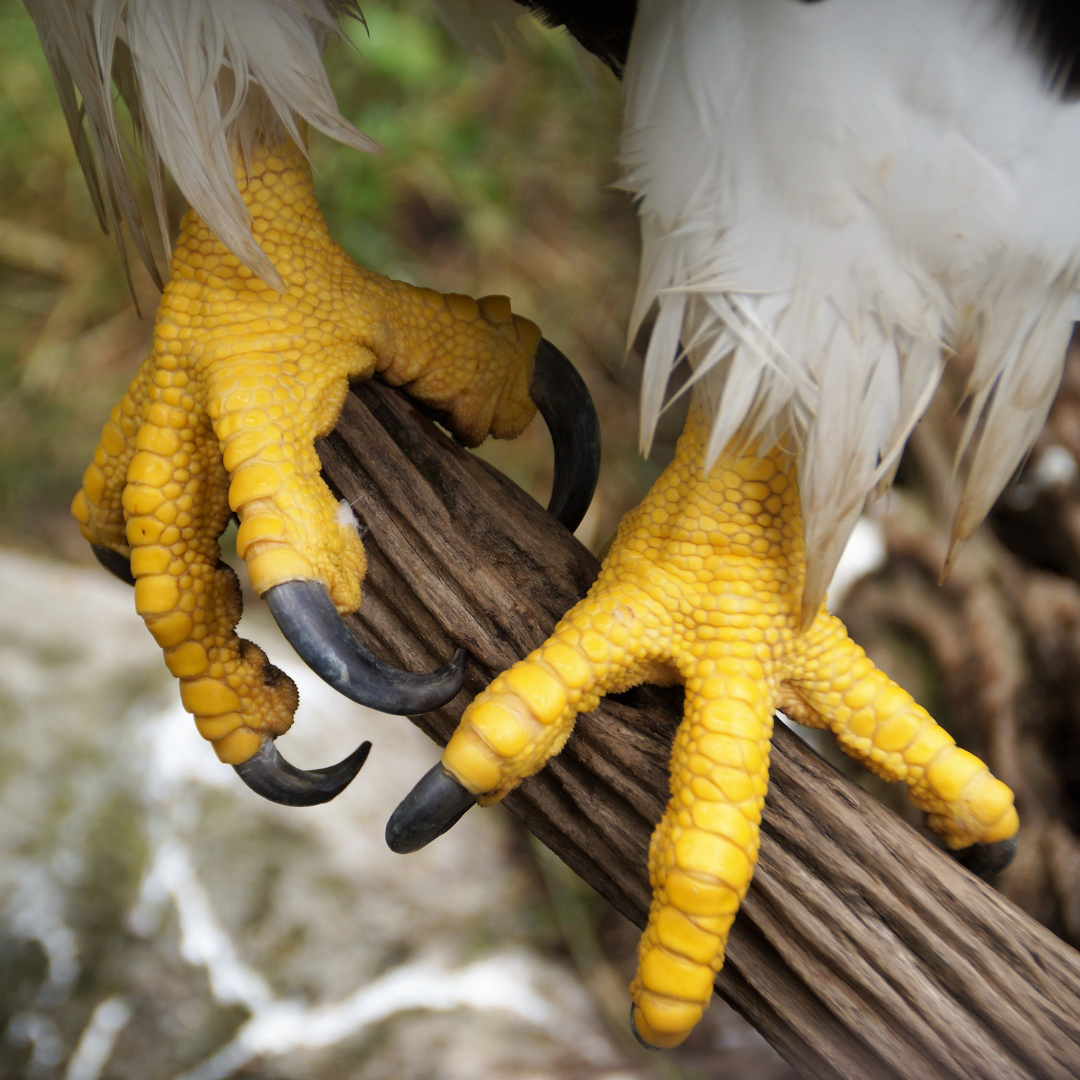 How Many Talons Do Birds Have