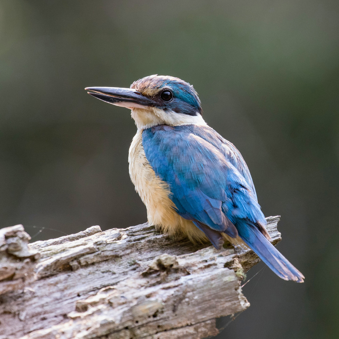 Sacred Kingfisher (Kotare) Facts & Info