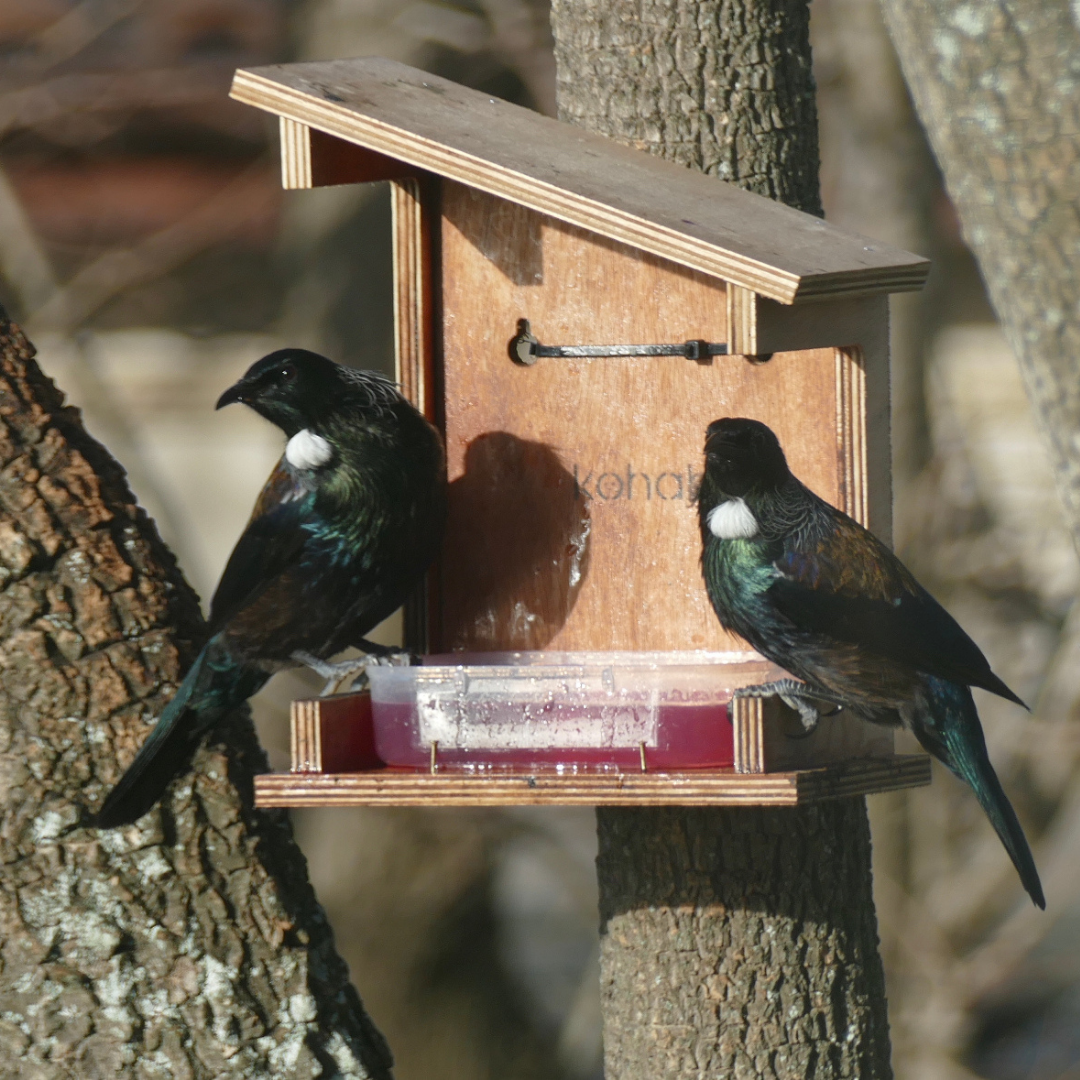 Why Tūī Don’t Use Some Nectar Feeders 