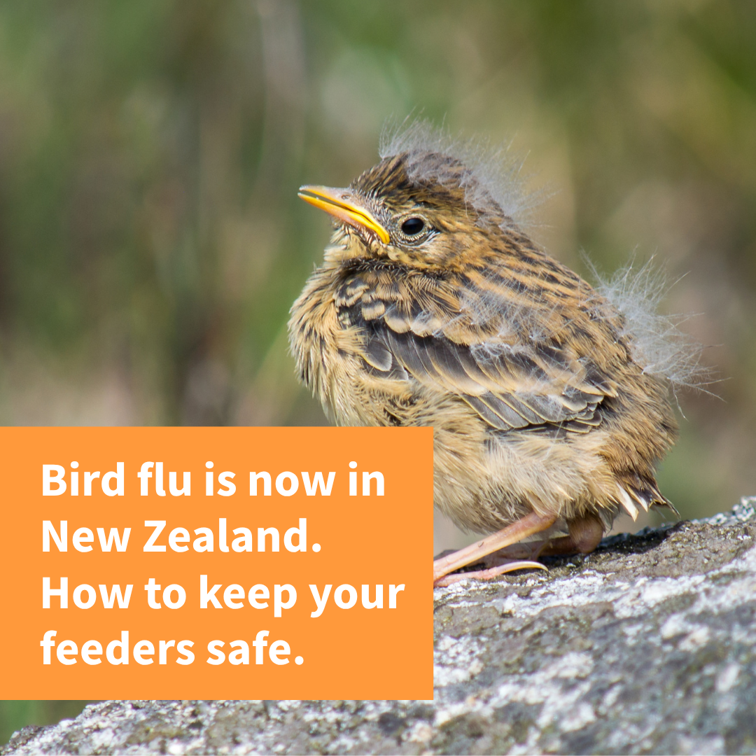 Bird flu is here. Let's look after our birds together.