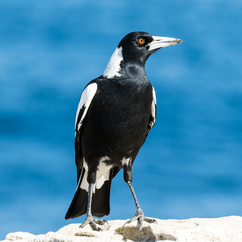 Australia Magpie Kohab Bird Guide — Kohab