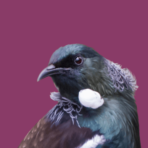 Close up of Tui and their curved beak