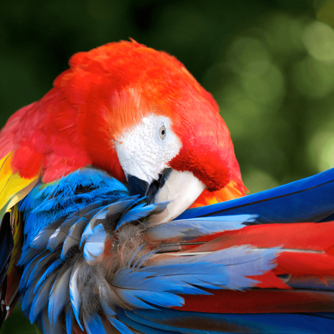 Bird feathers and how they work. — Kohab