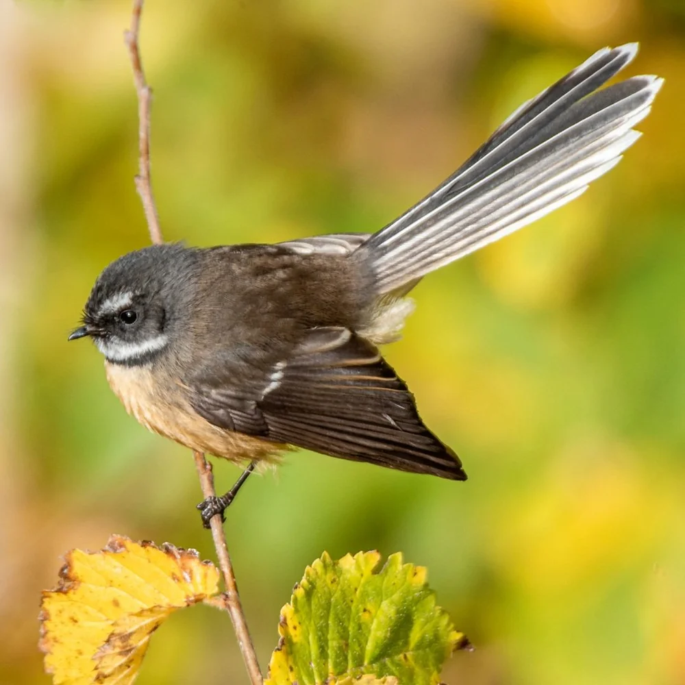 Fantail (Pīwakawaka) Facts & Info | Kohab Life — Kohab